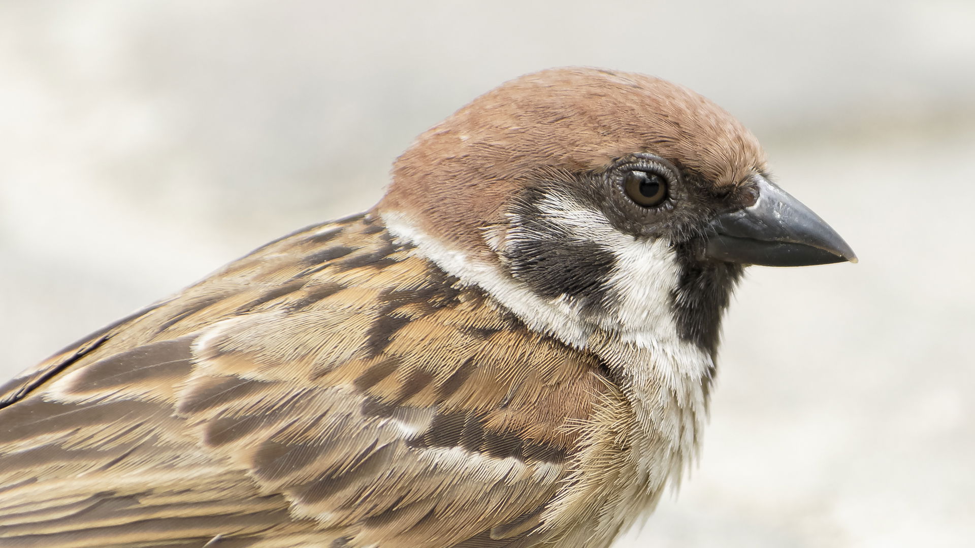 The upper body of a Eurasian Tree Sparrow (Passer montanus mala…