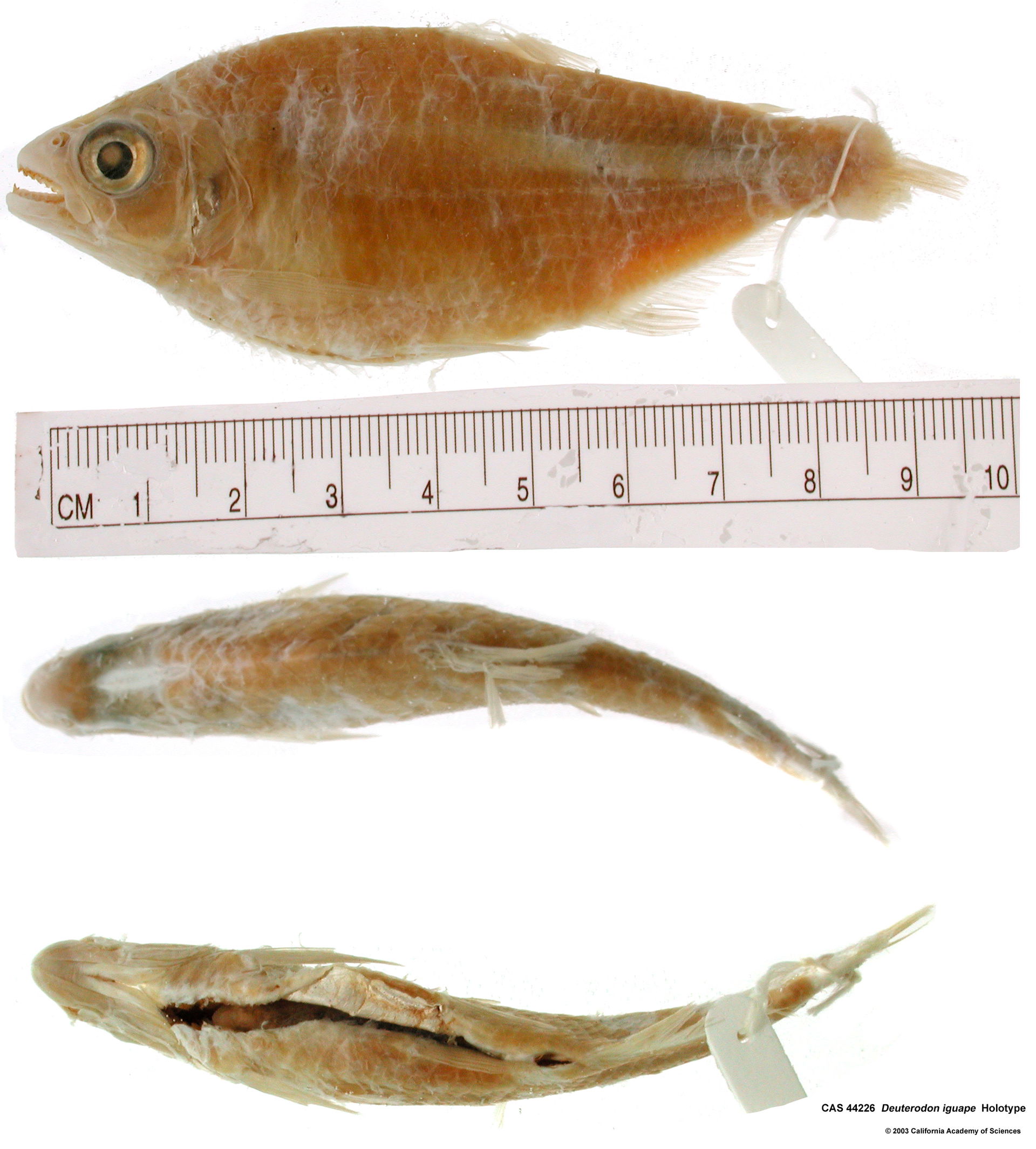 Holotype of Deuterodon iguape, captured from the Rio Iguape, Sa…