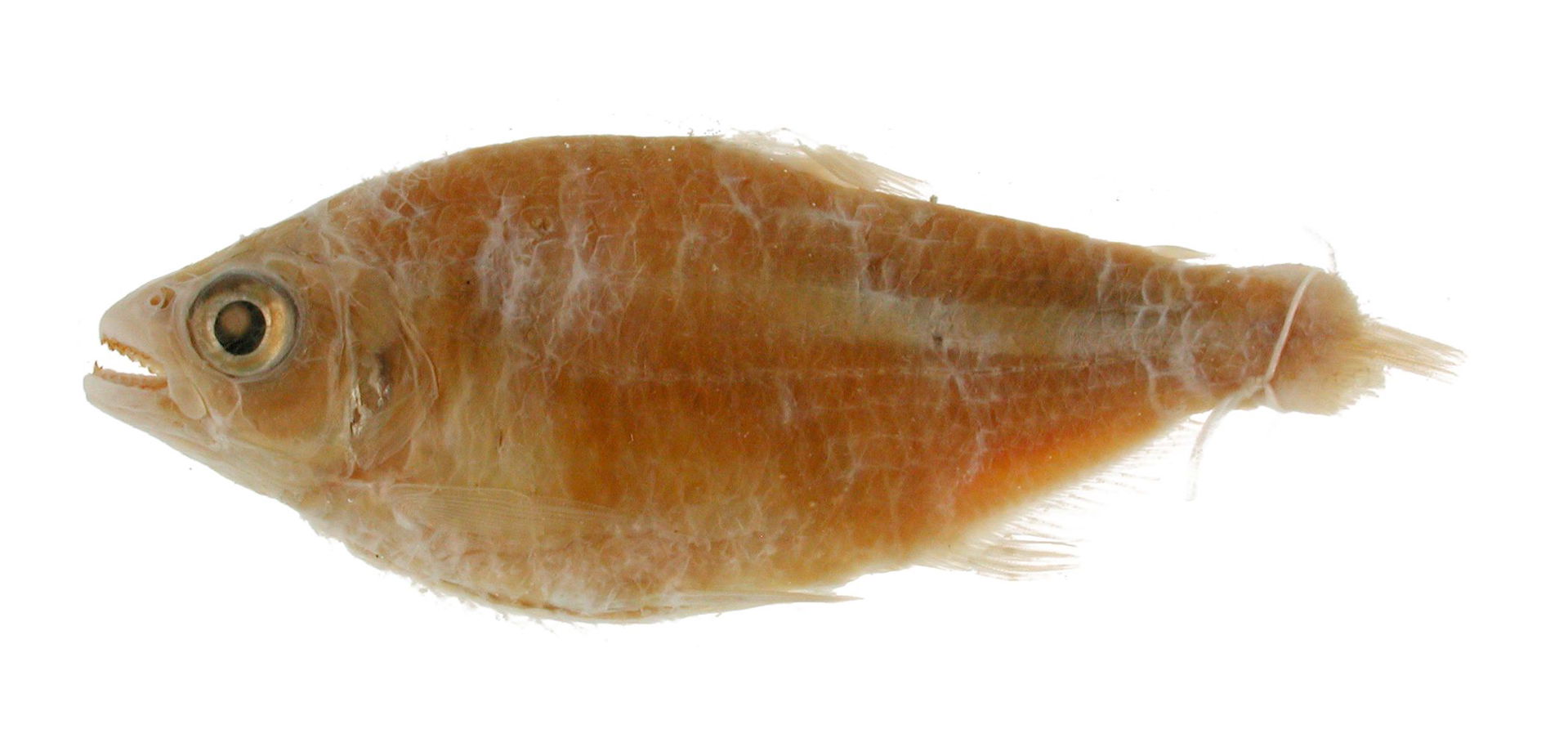 Holotype of Deuterodon iguape, captured from the Rio Iguape, Sa…