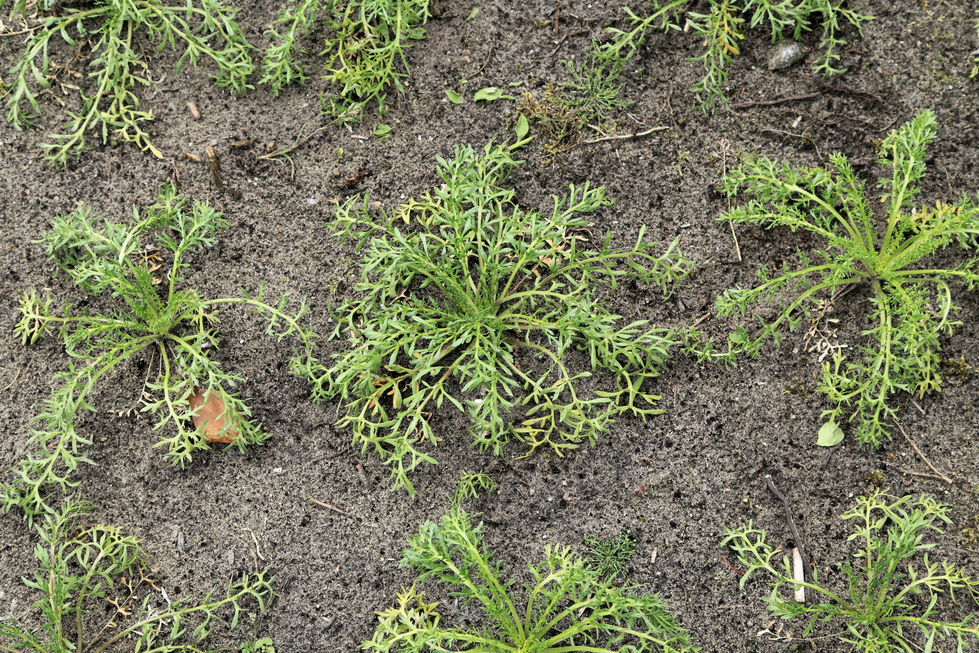 Maca Lepidium meyenii in a garden in Kluse (Emsland)