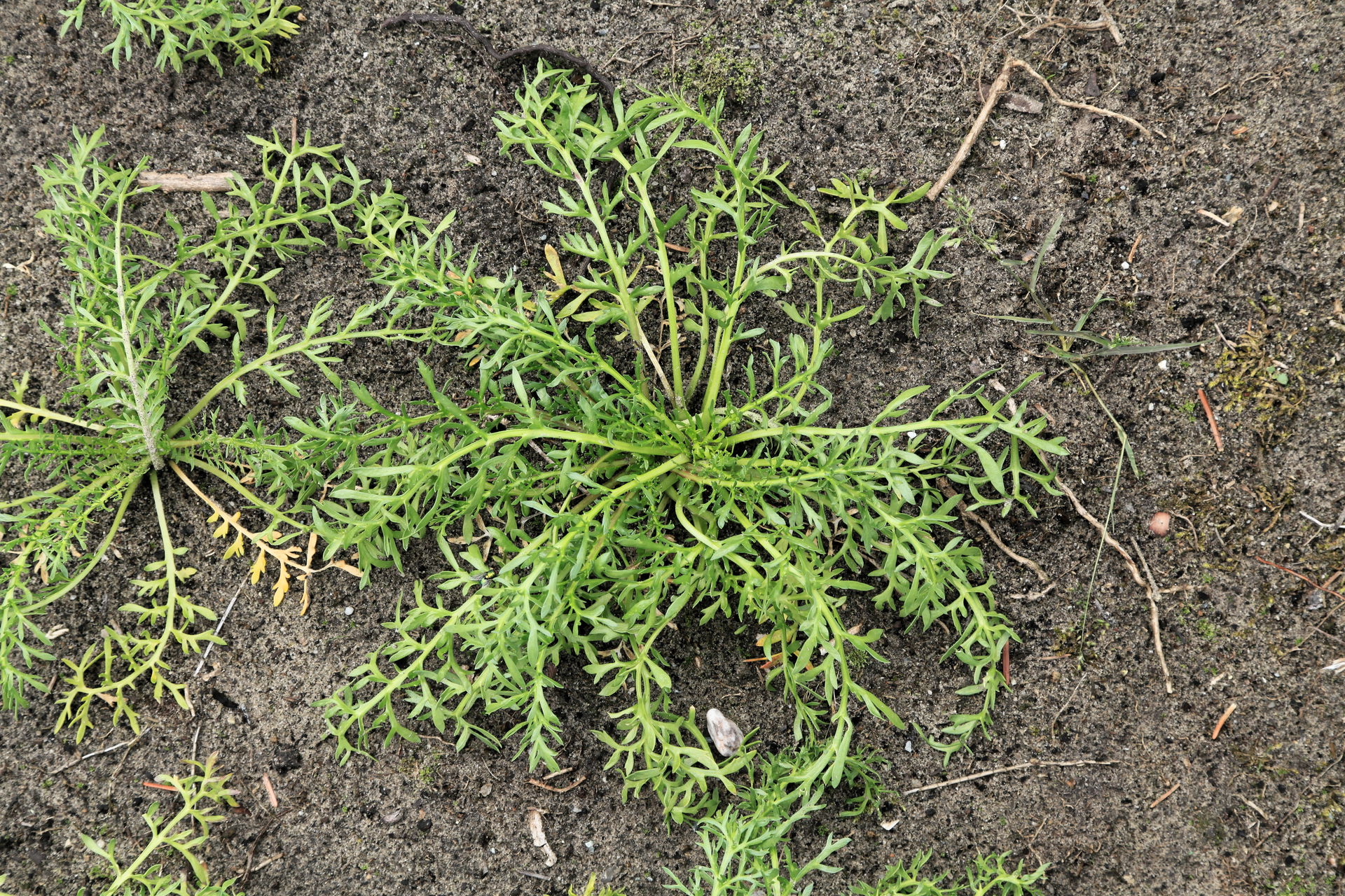 Maca Lepidium meyenii in a garden in Kluse (Emsland)