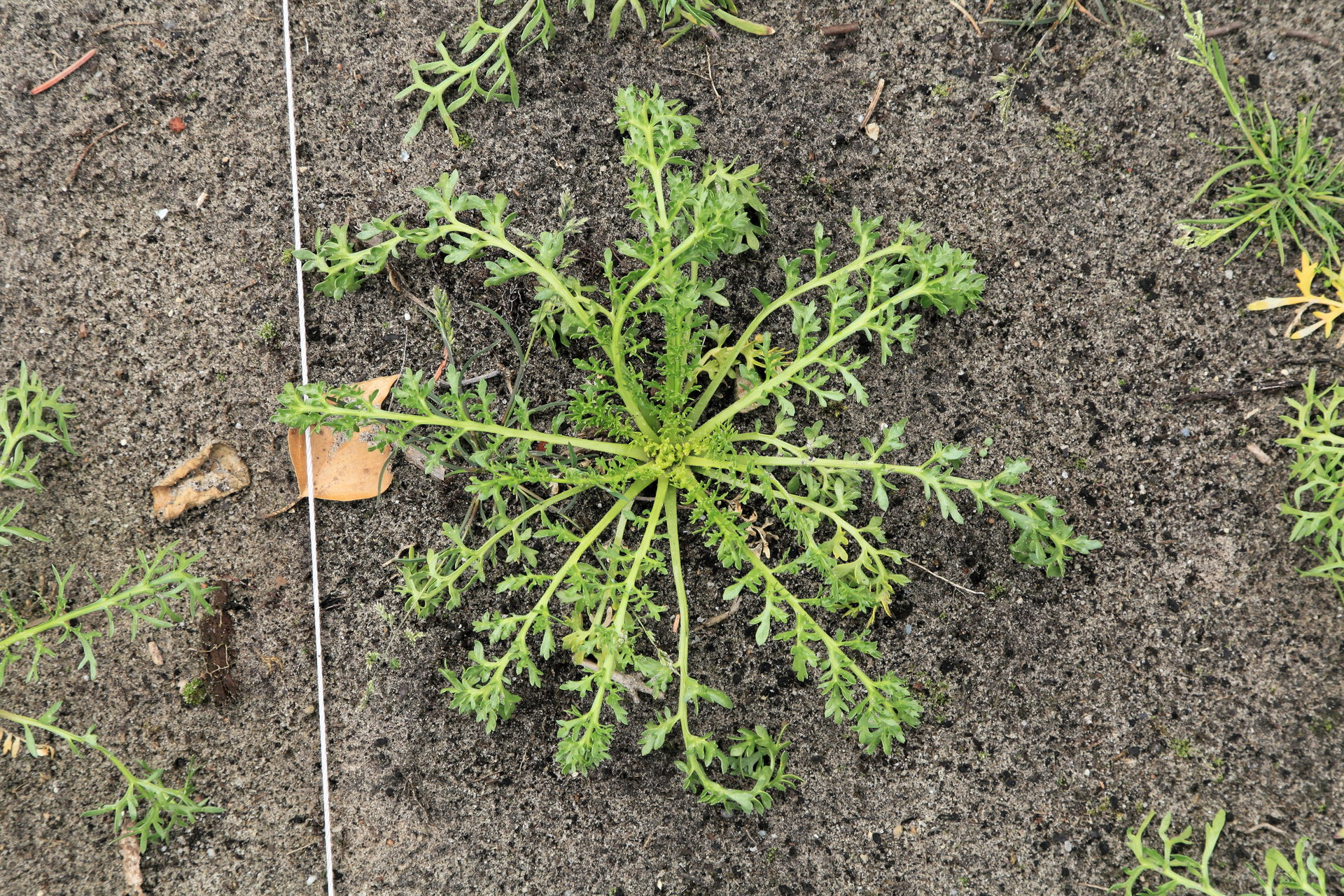 Maca Lepidium meyenii in a garden in Kluse (Emsland)