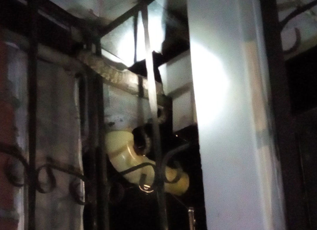 Serpiente tornasol encontrada sobre la canaleta de una casa en …