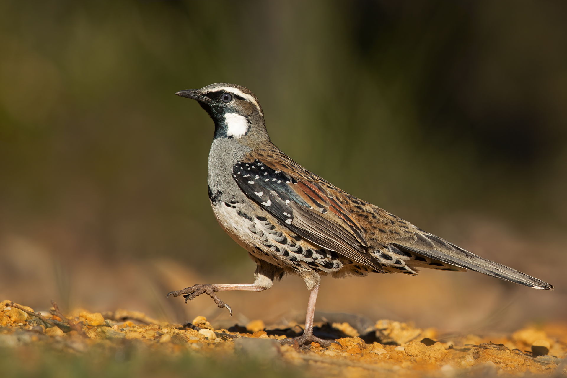 Spotted quail-thrush (Cinclosoma punctatum punctatum) male, Bla…
