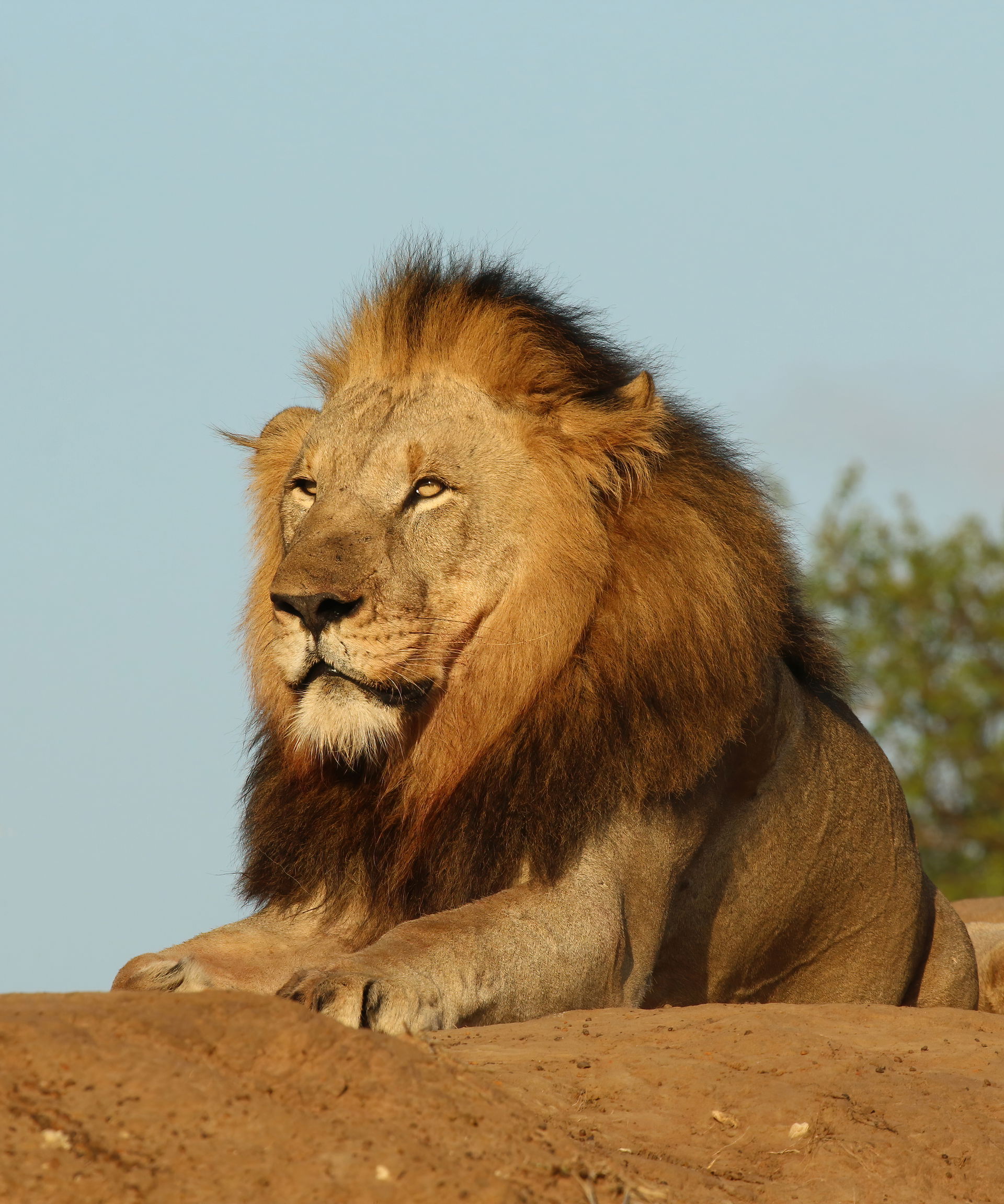 Lion (Faris Panthera leo) male, six years old, Pinda Private Ga…