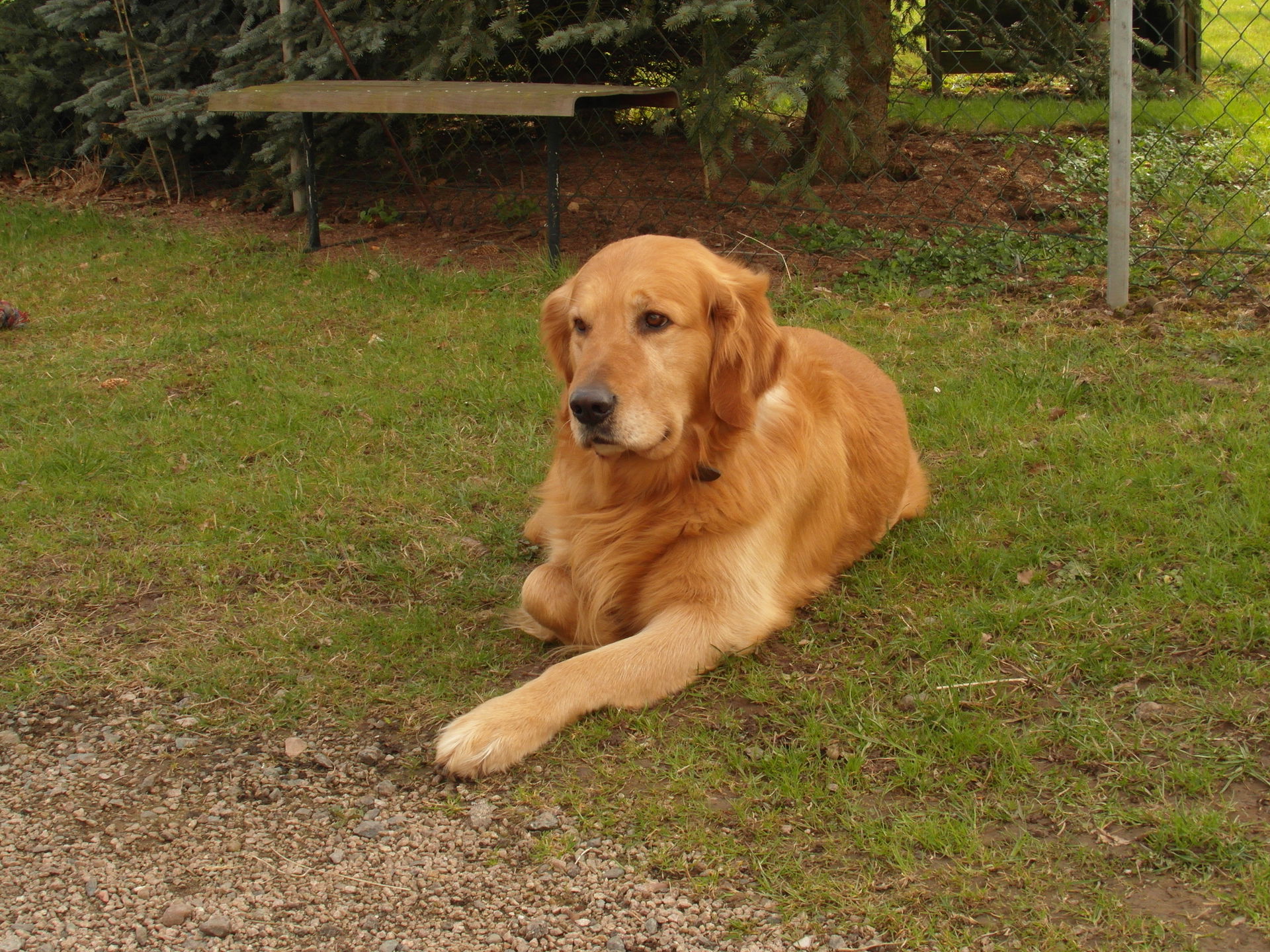 A Golden Retriever lying on grass.