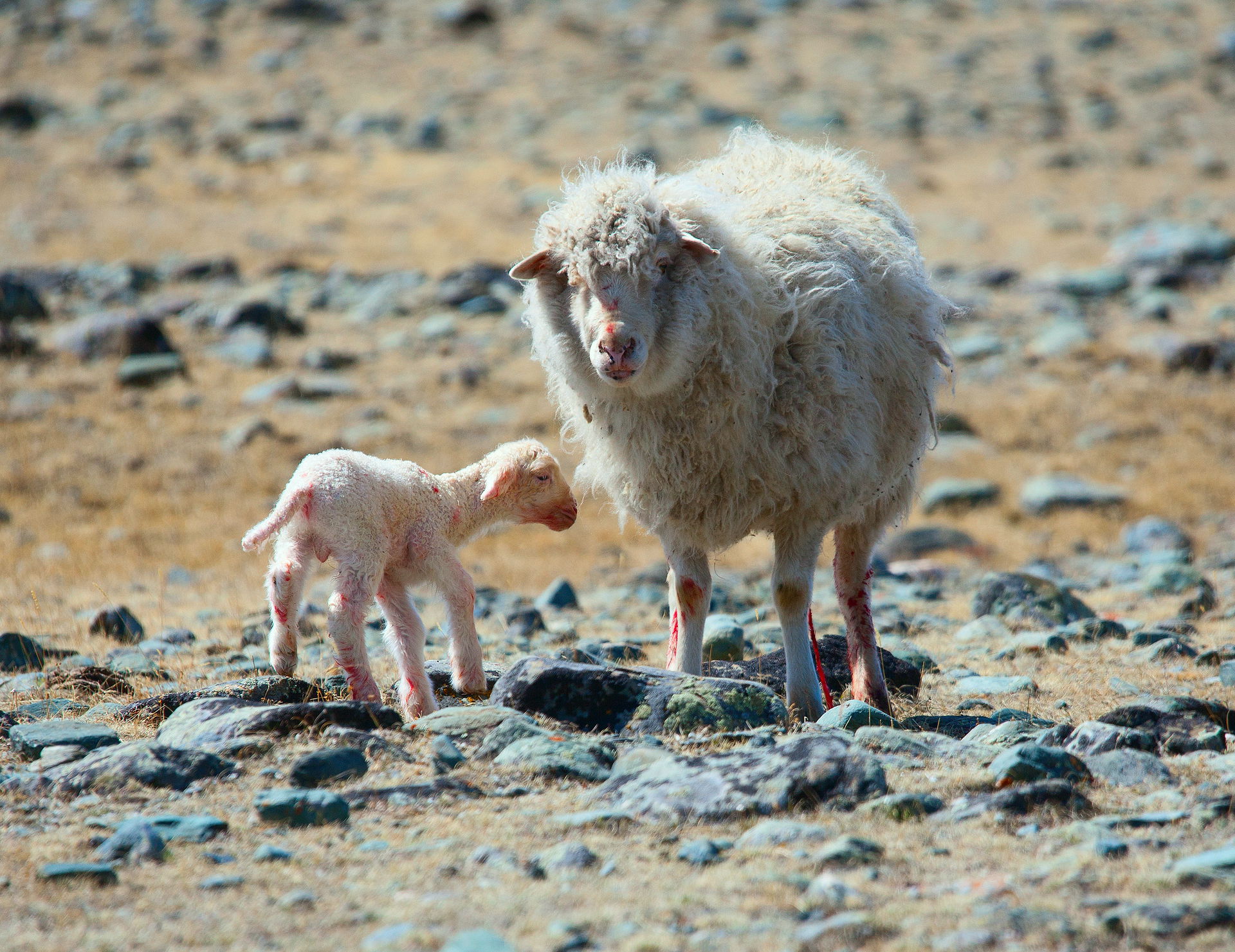 Lamb born in May in the Elangash gorge in the Altai Mountains