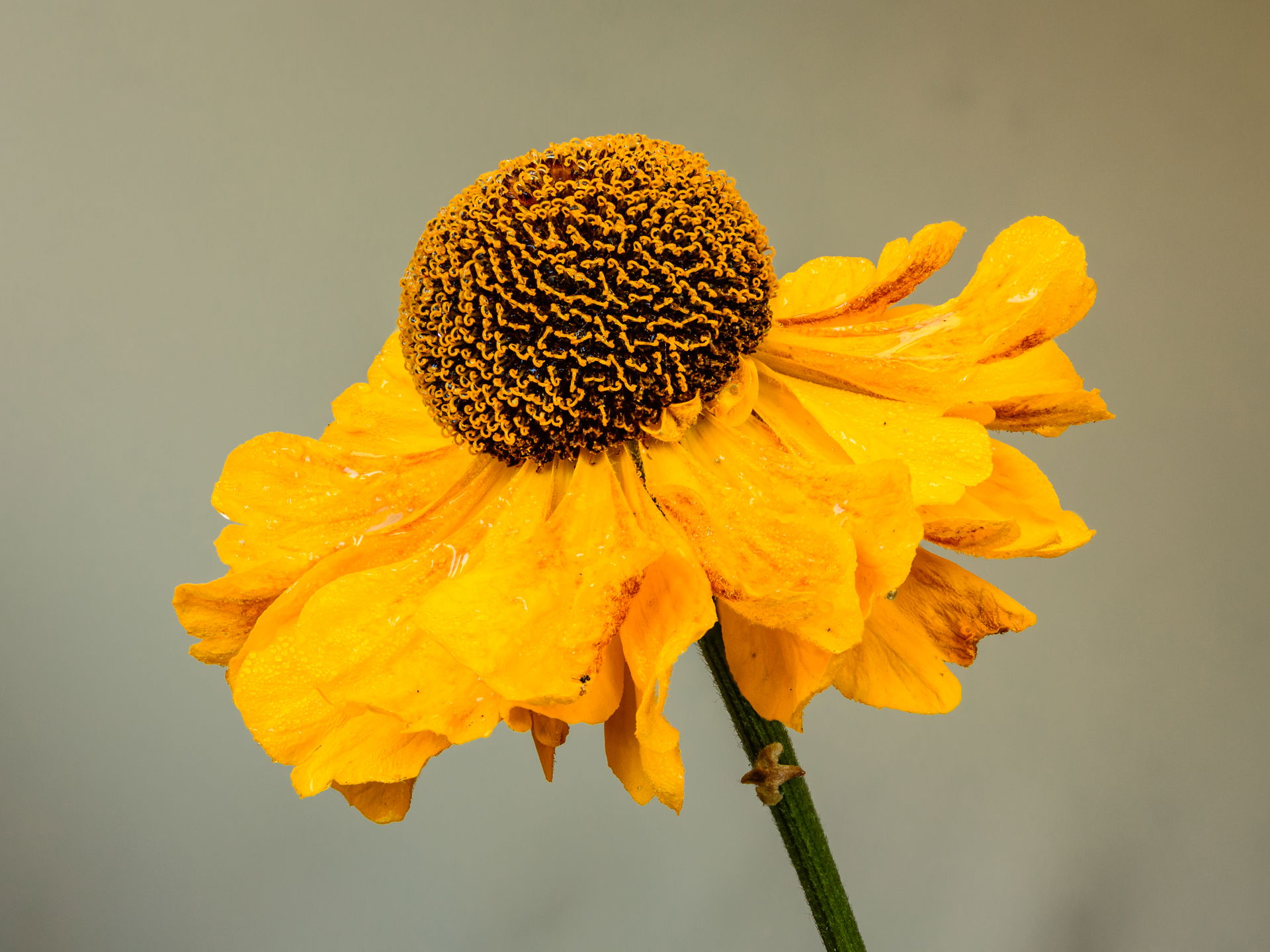 Flower of a Helenium 'El Dorado' in a misty early morning. Focu…