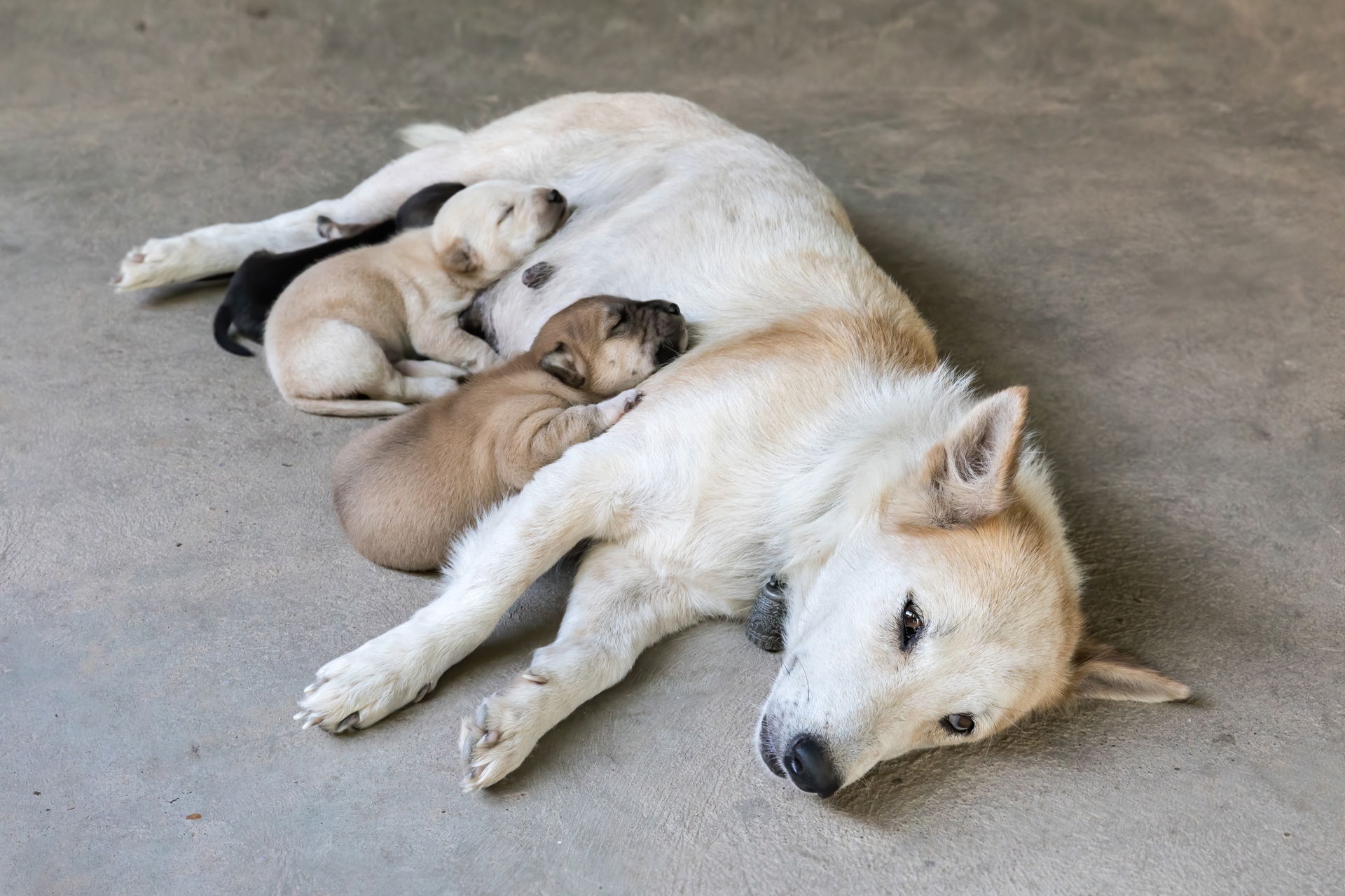 White dog resting on the floor with puppies after nursing, Don …