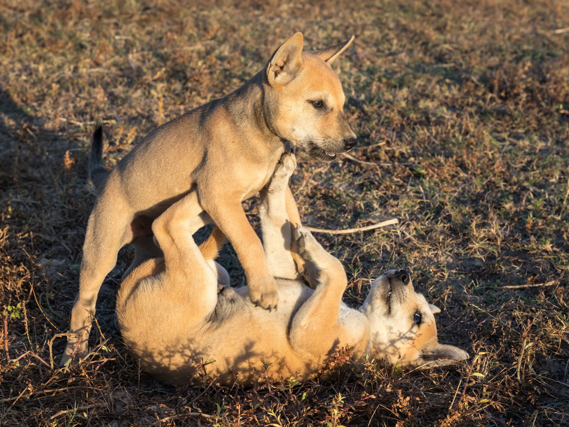 Two puppies playing together, one dominating, standing over the…