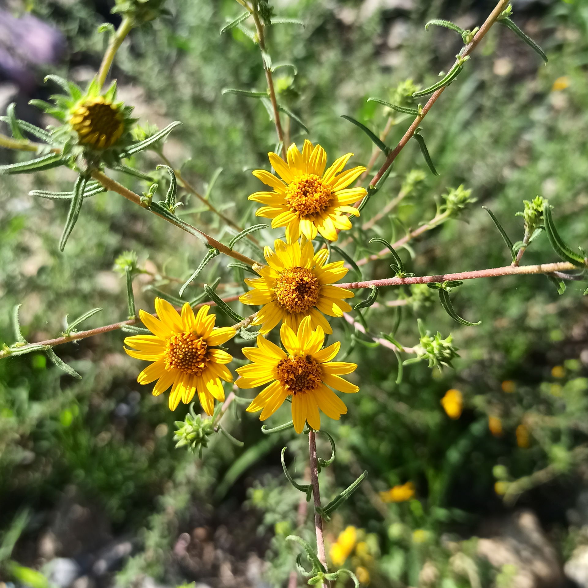 Aldama linearis (Familia: Asteraceae).
Vista en Dolores Hidalgo…
