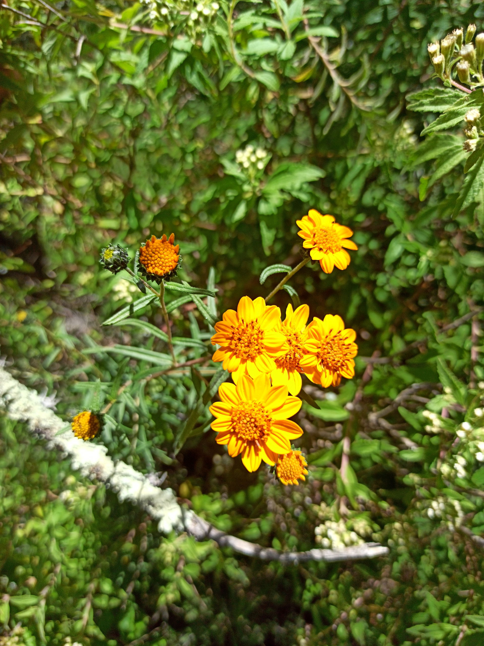 Planta Aldama linearis (Familia: Asteraceae).