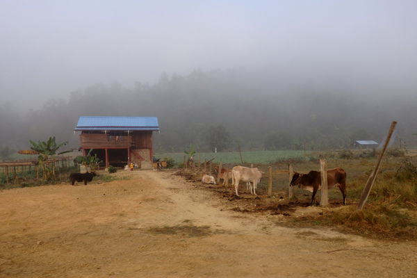 Kalewa