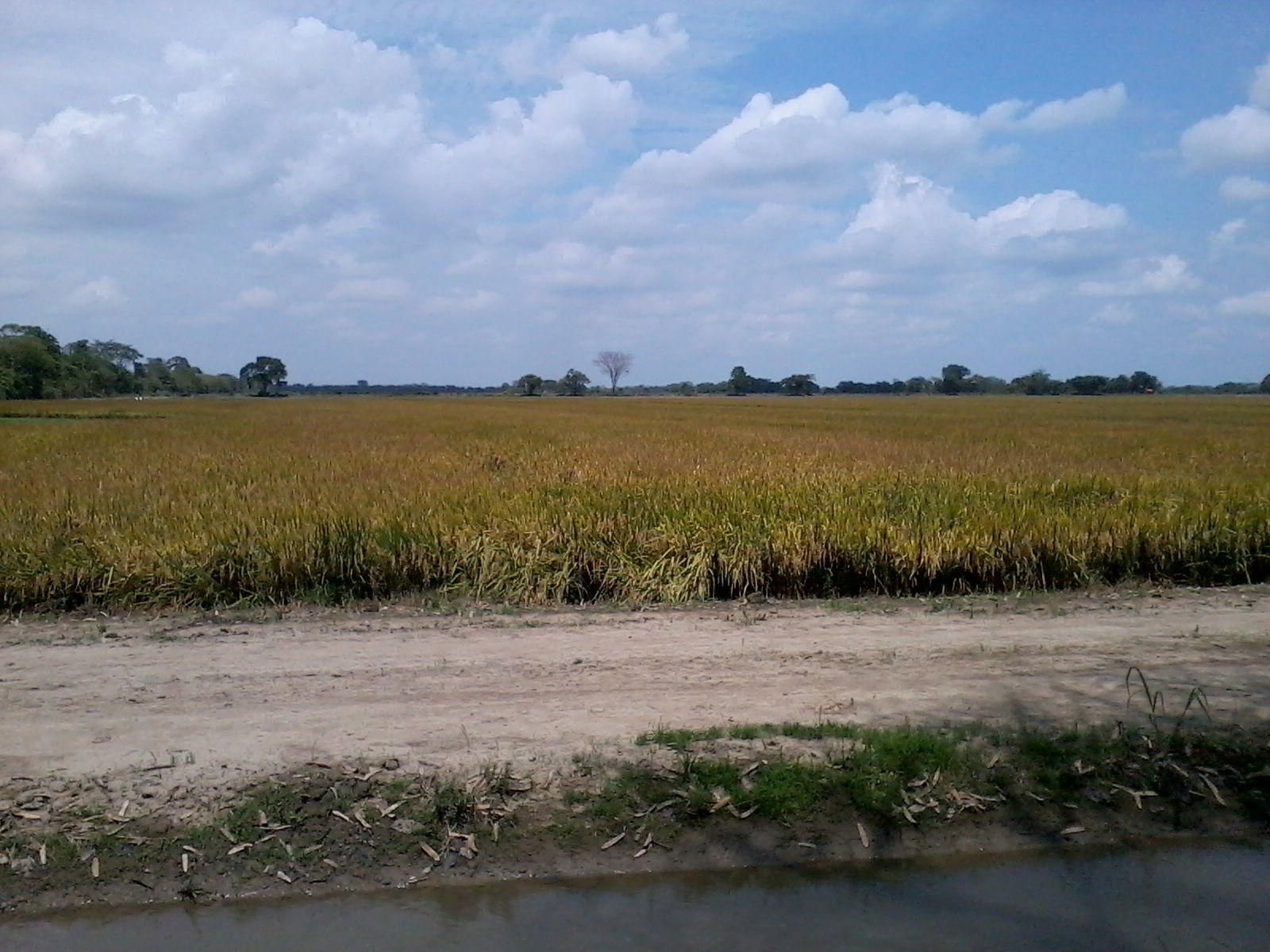 CULTIVOS DE ARROZ - FRECUENTES EN EL MUNICIPIO SANTA ROSALÍA - …
