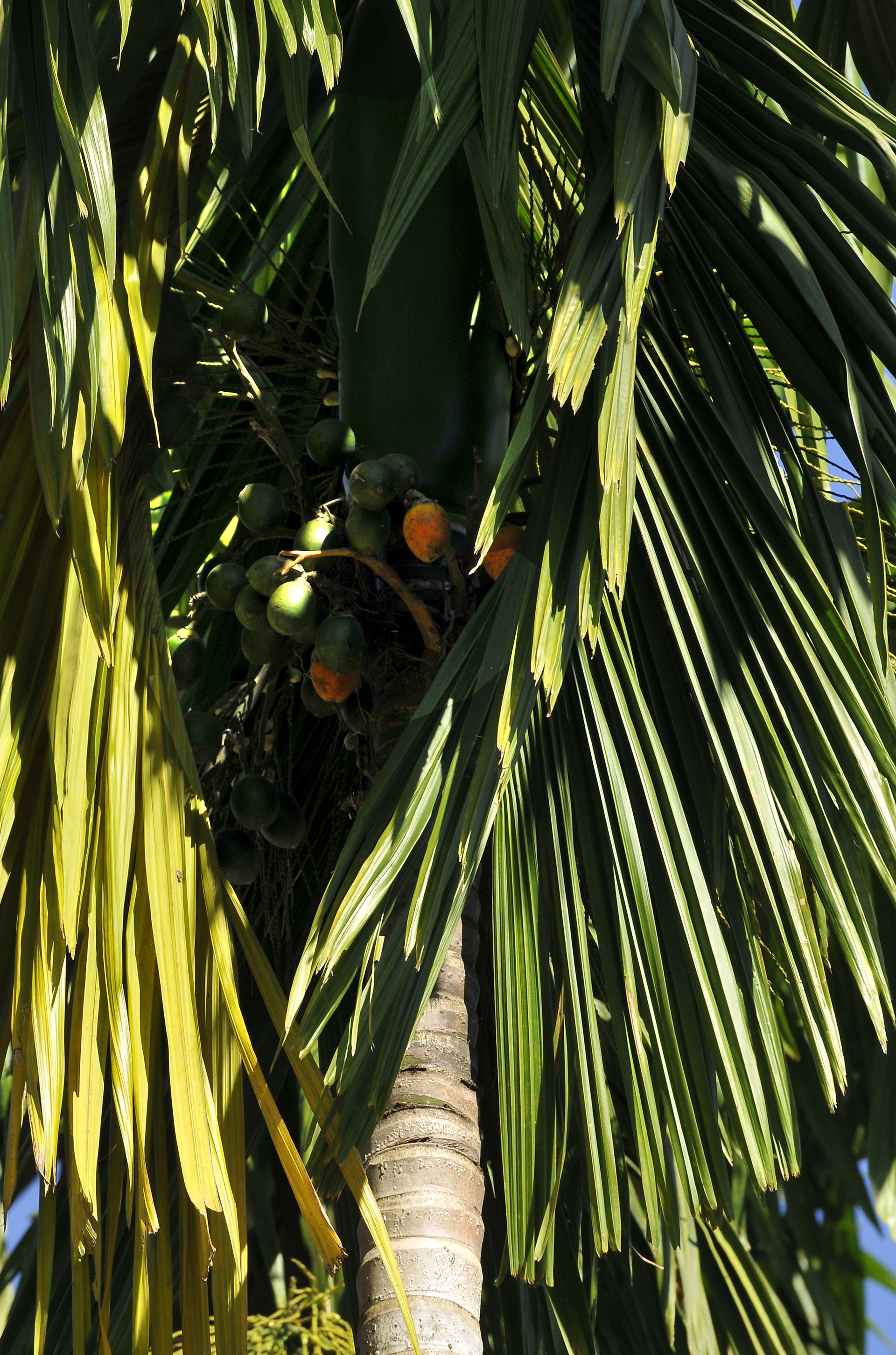 Palm tree with fruit. Kyaiikto, Thatom, Mon State, Burma [Myanm…