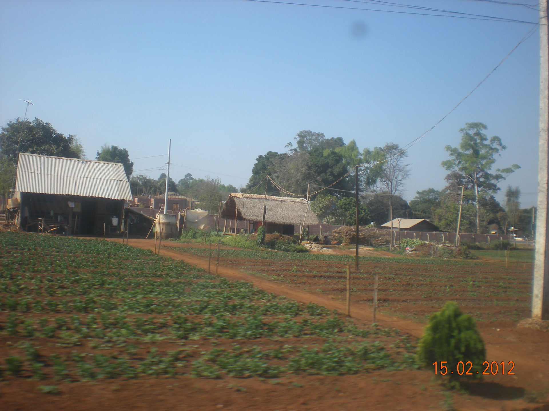 Strawberry farm