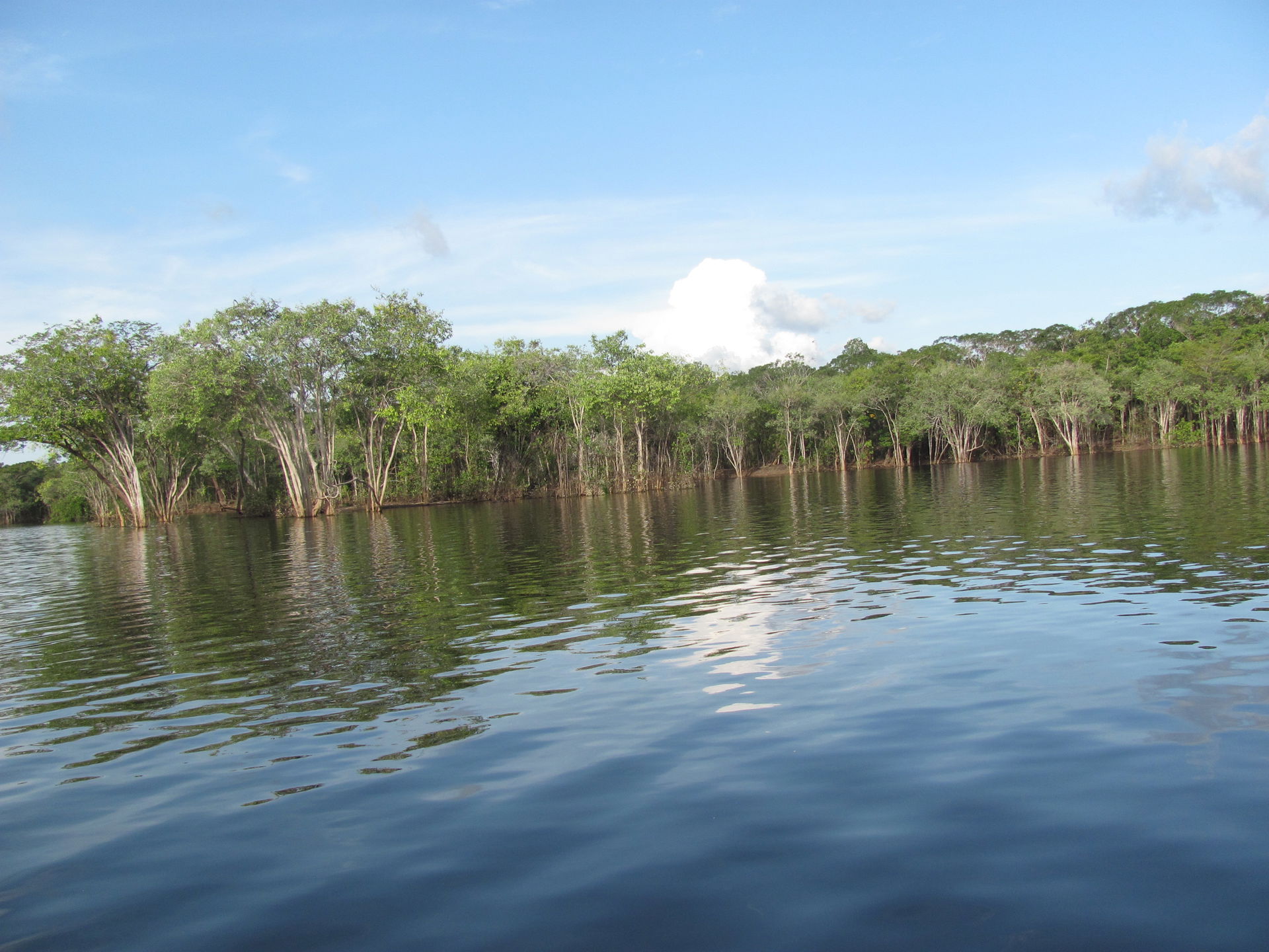 Fotografía tomada cerca a Puerto Inírida, del Departamento de G…