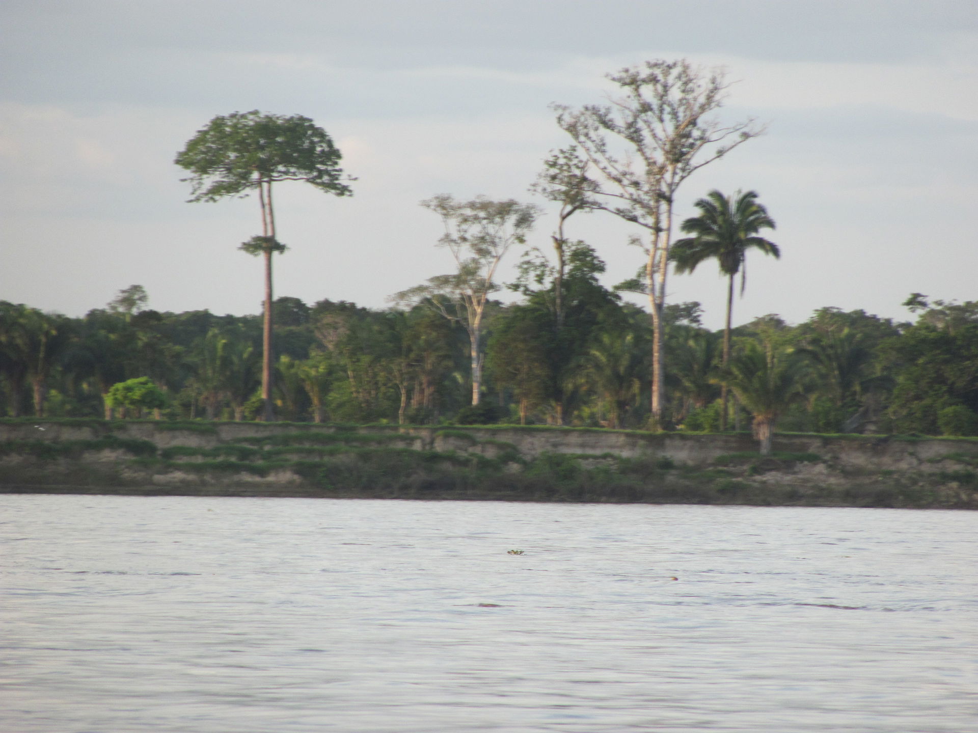 Fotografía tomada cerca a Puerto Inírida, del Departamento de G…