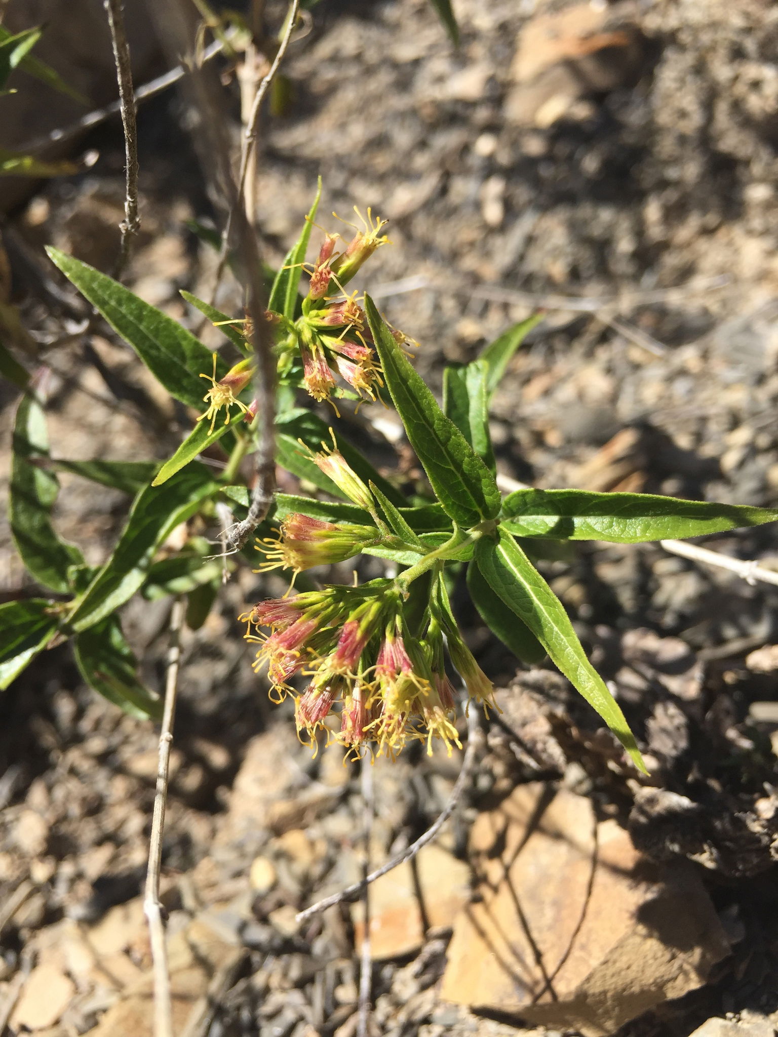 Photo of Shrubby Thoroughwort (undefined) uploaded from iNatura…