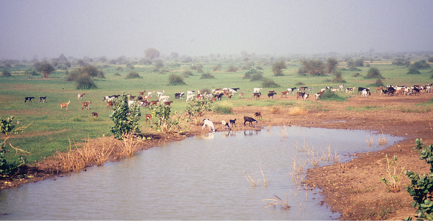 Figure 3; Temporal pond where Ptychadena schillukorum was found…
