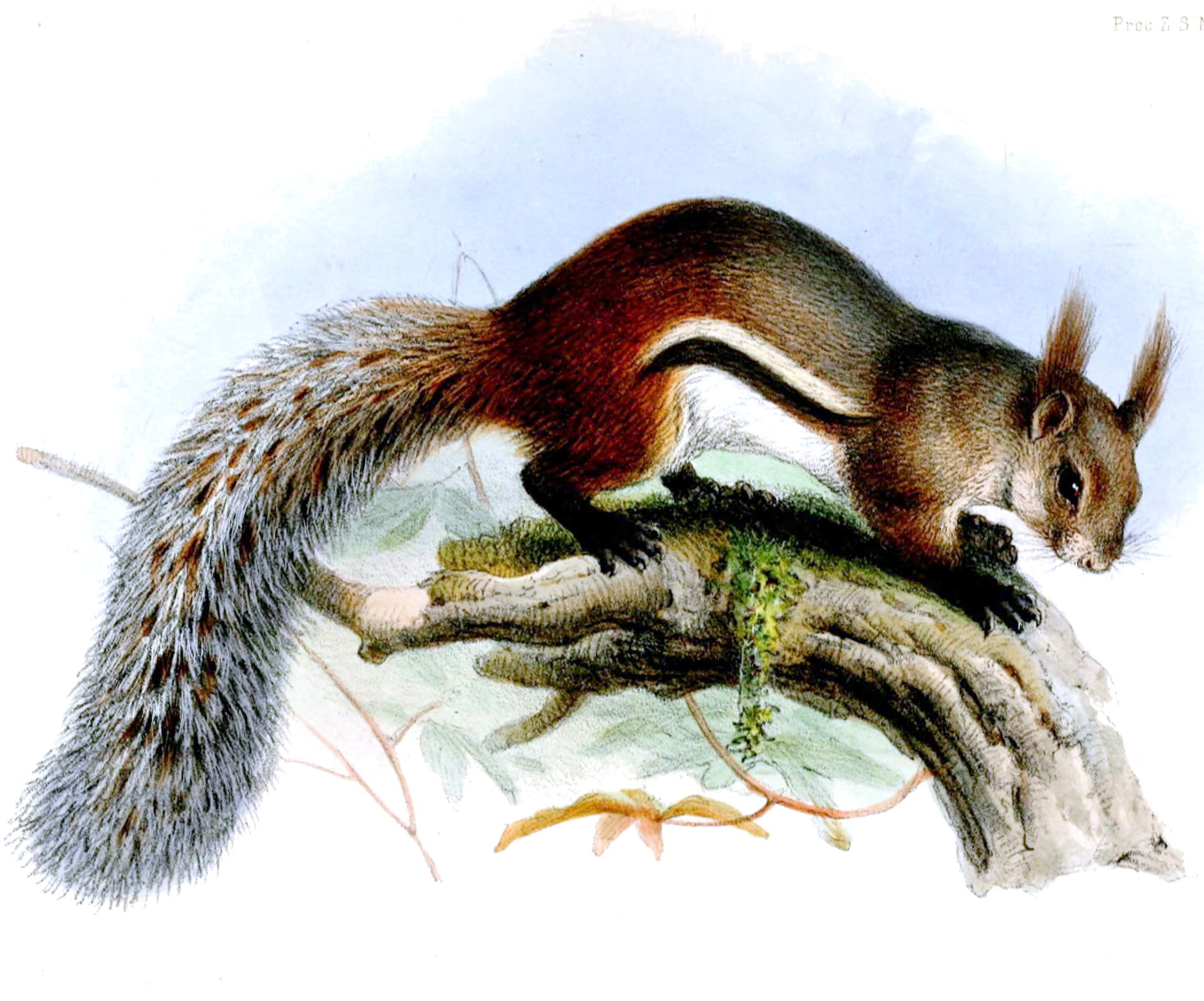 Sciurus macrotis=Rheithrosciurus macrotis