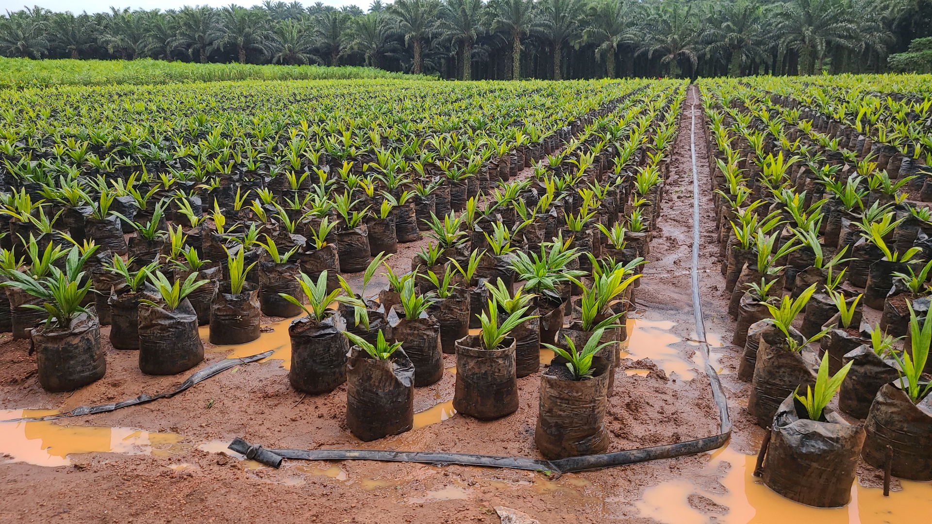 This image shows the young oil palm trees before transplanting.