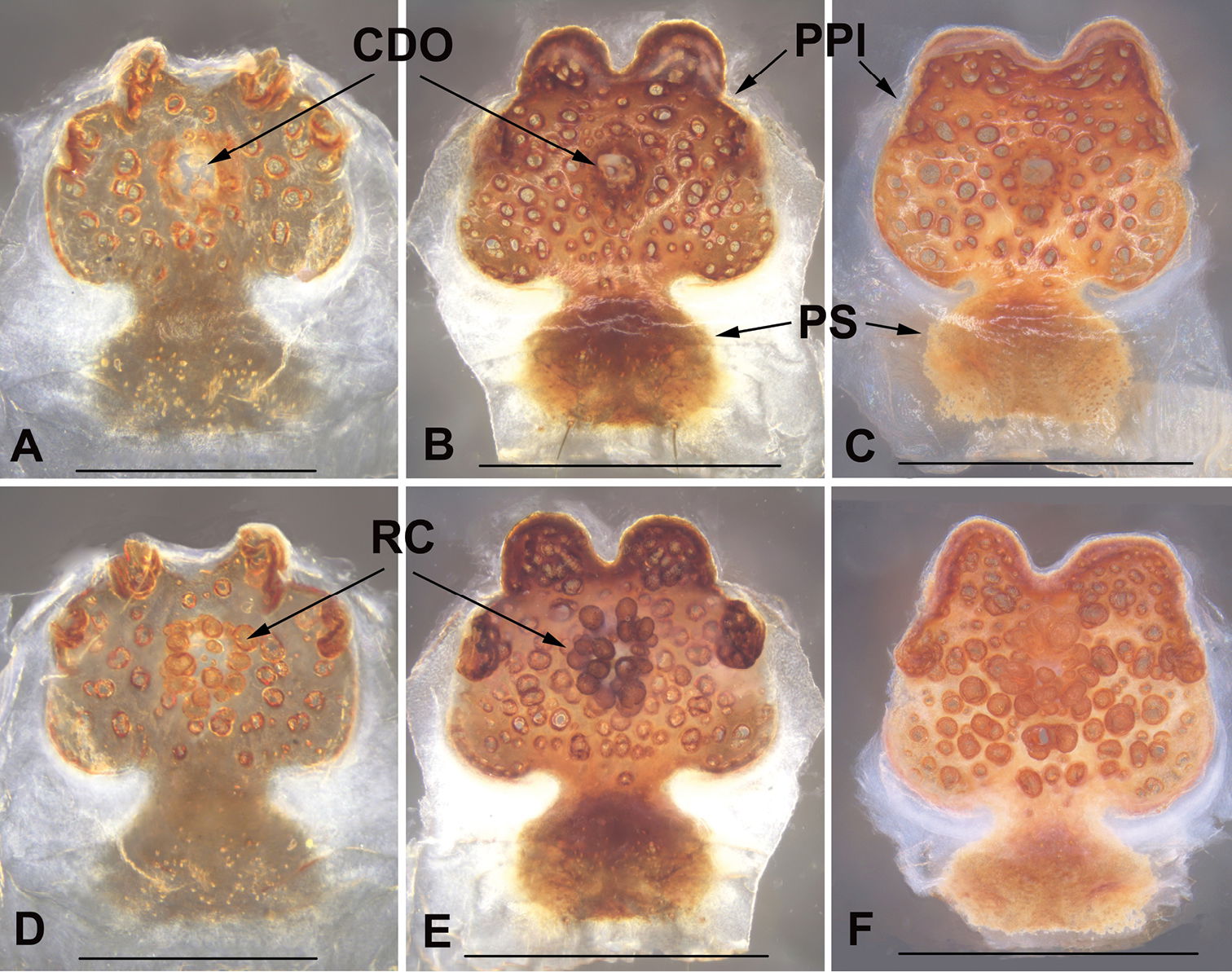 Figure 5; Female genitalia of Liphistius pinlaung sp. nov. A, D…