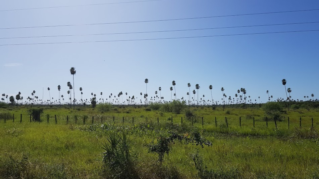 Paisaje típico de Toro pampa, distrito de Fuerte Olimpo, Alto P…