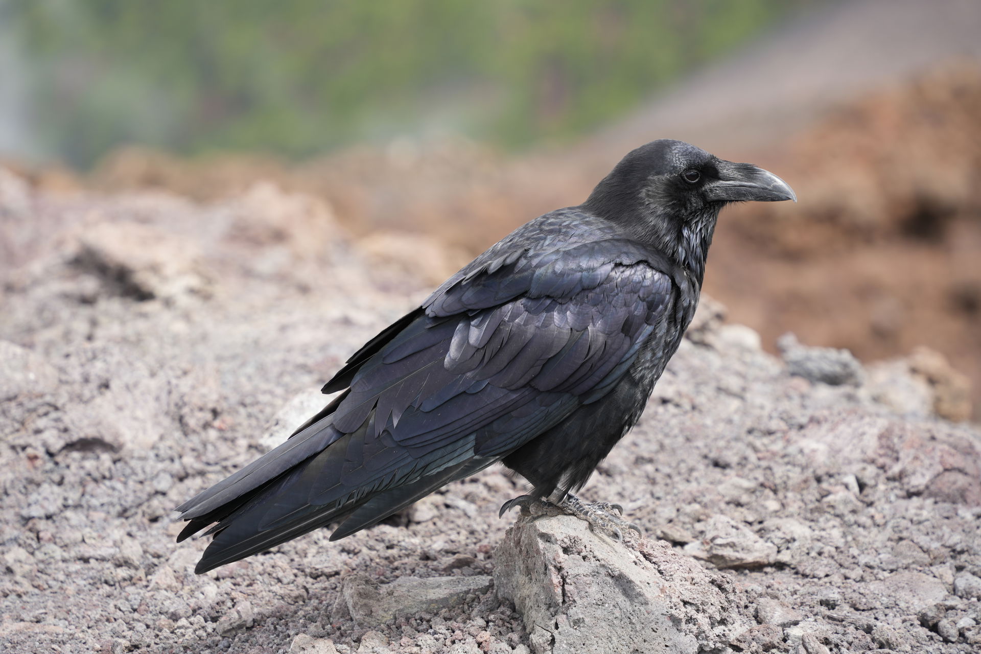 Cuervo Canario (Corvus Corax) on Ruta de los Volcanes