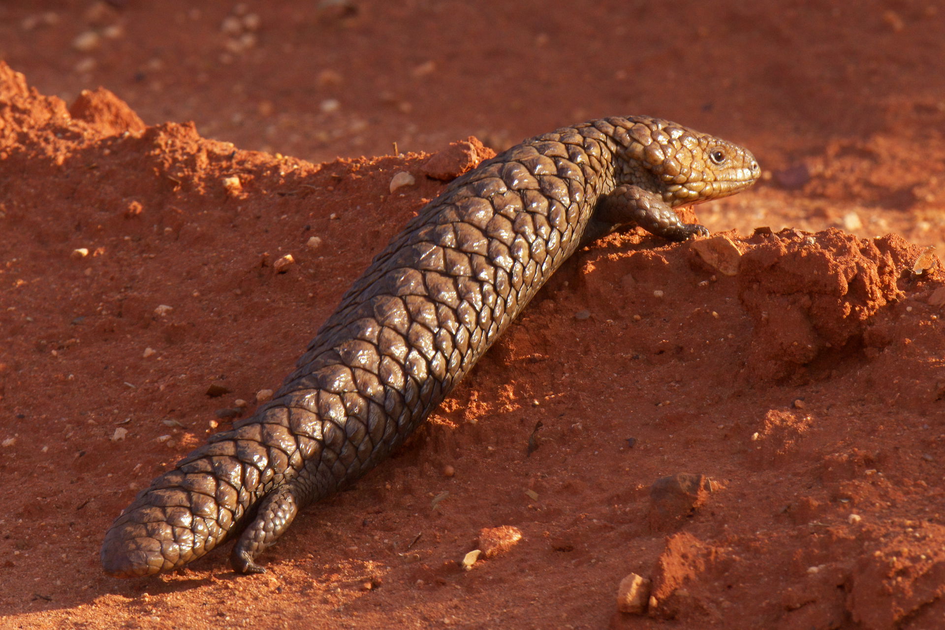 Shingleback Tiliqua rugosa at Round Hill Nature Reserve NSW Aus…