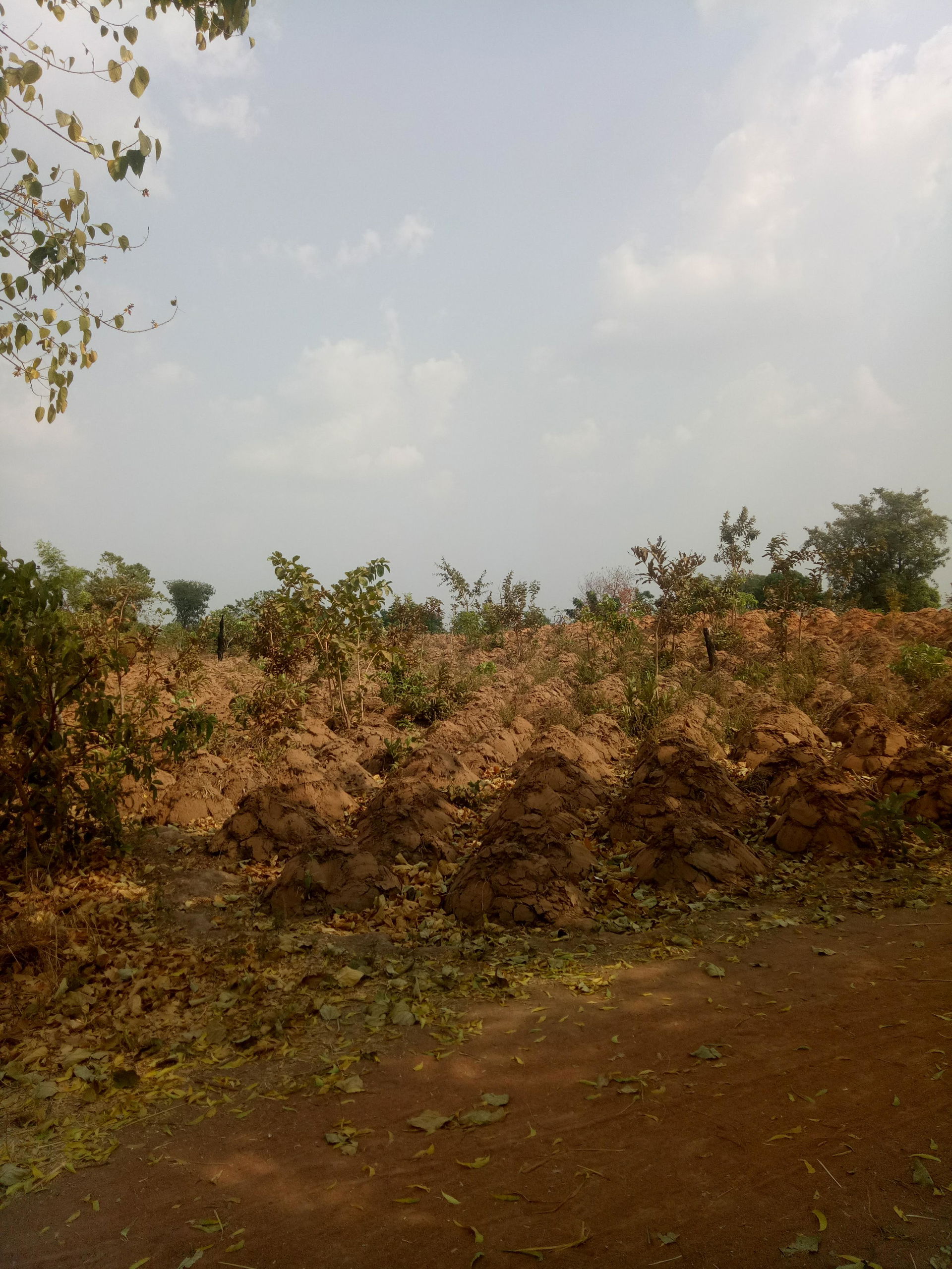 Unharvested yam at a field in Wukari, Taraba State