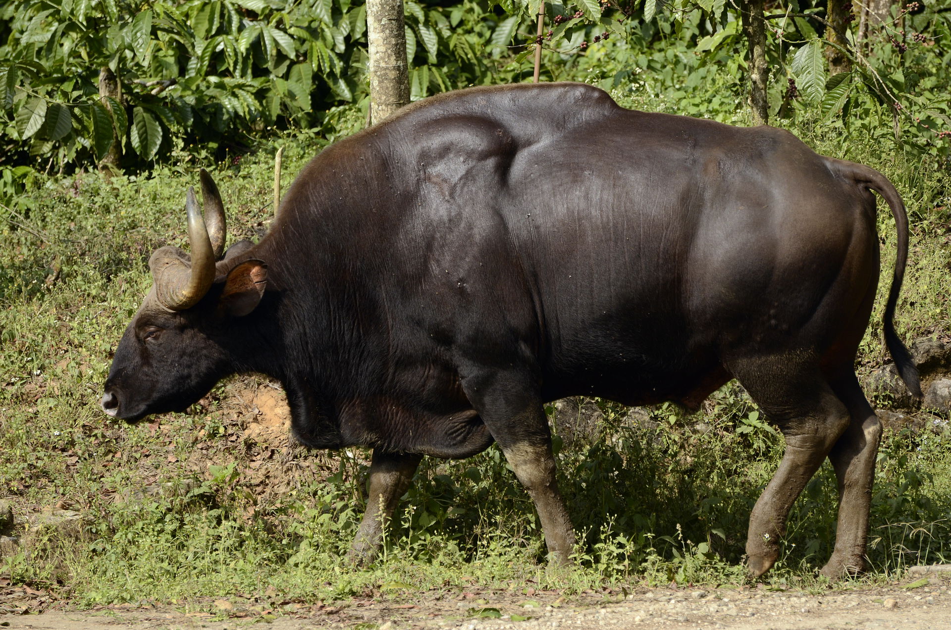Indian Gaur from anaimalai hills