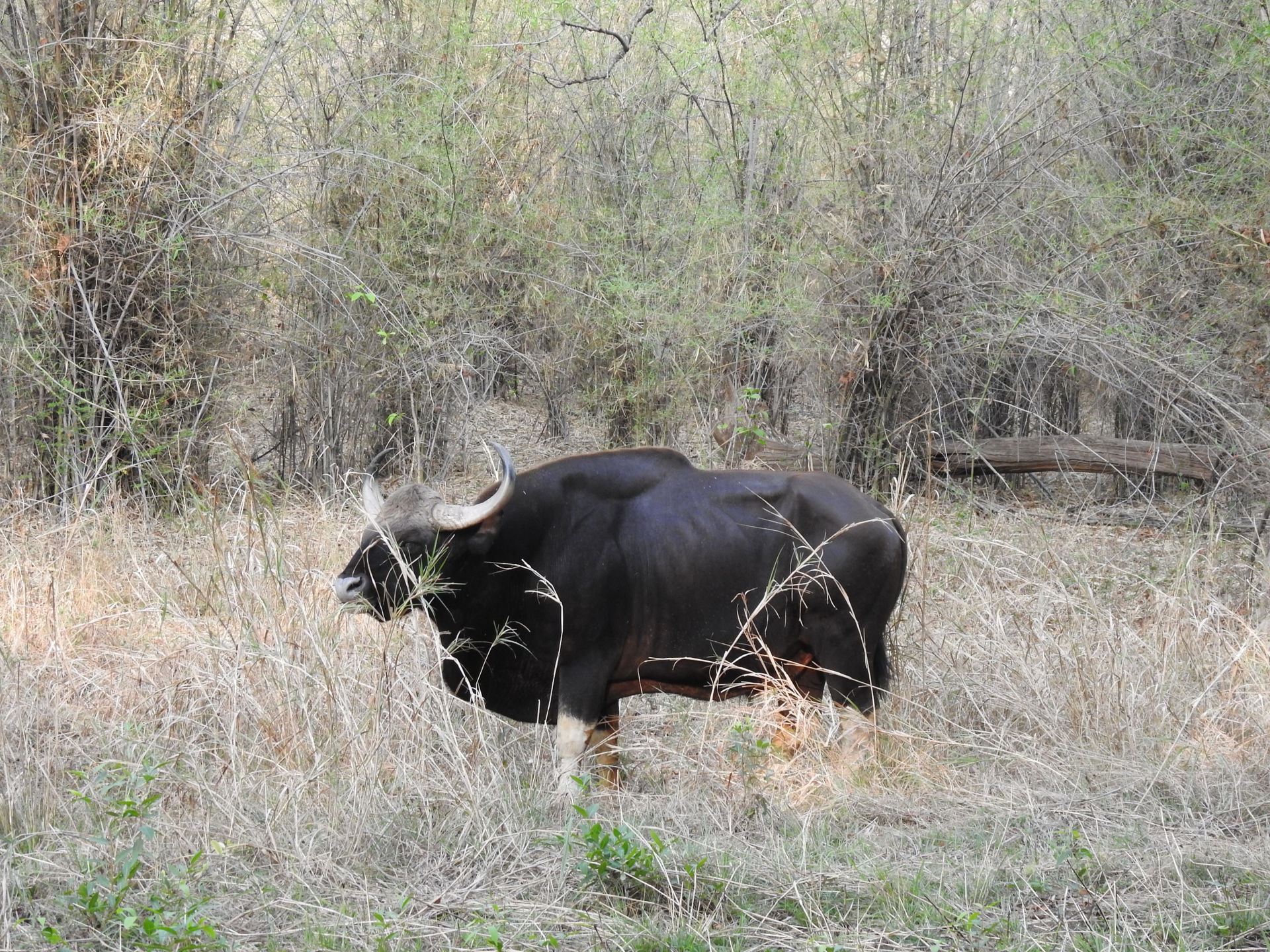 Gaur or Indian Bison Bos gaurus. Photographed at Tadoba Andhari…