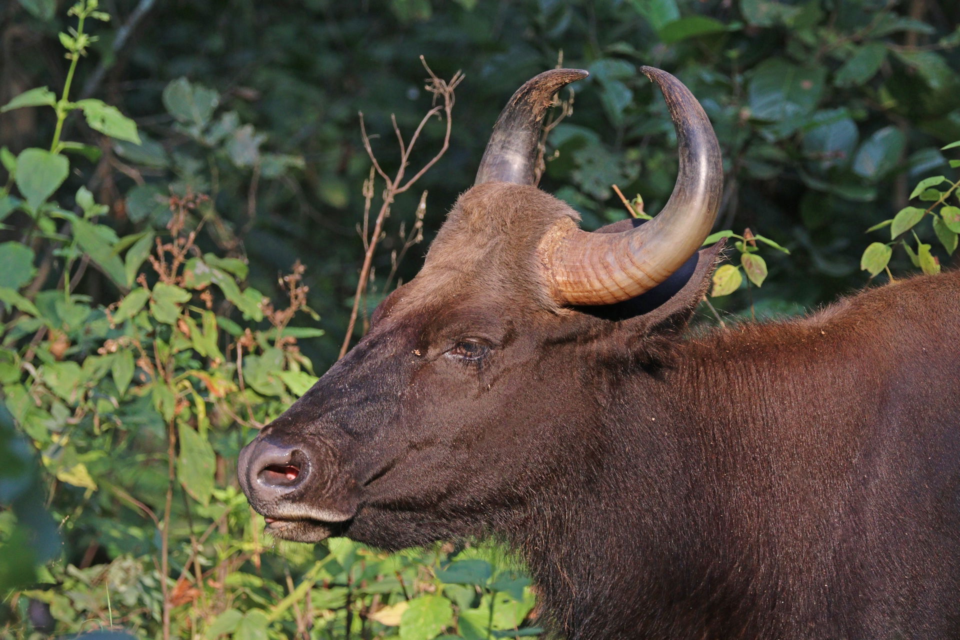 Gaur (Bos gaurus) male, Kanha, National Park, MP, India