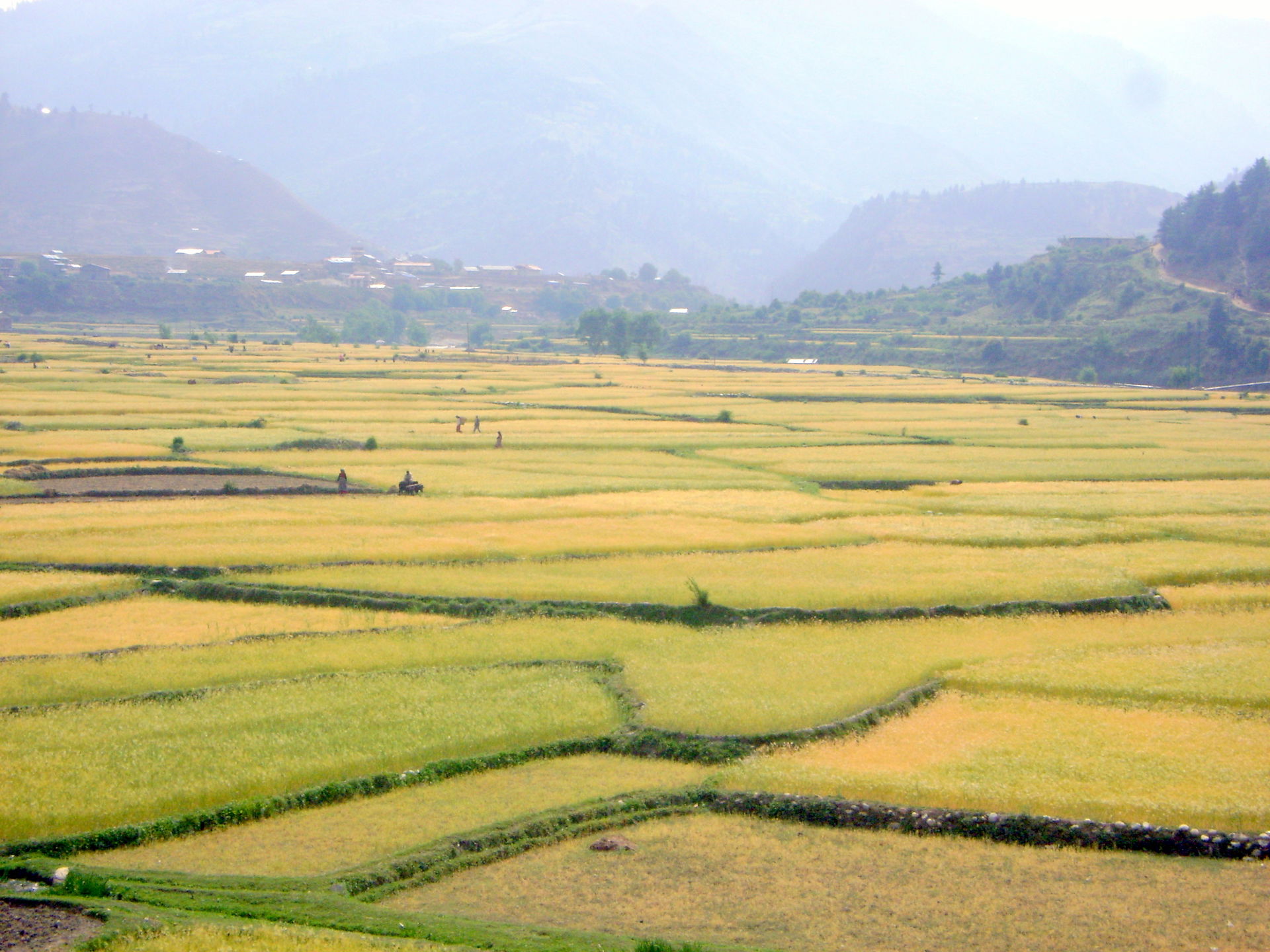 Barley fields in Jumla district, Nepal