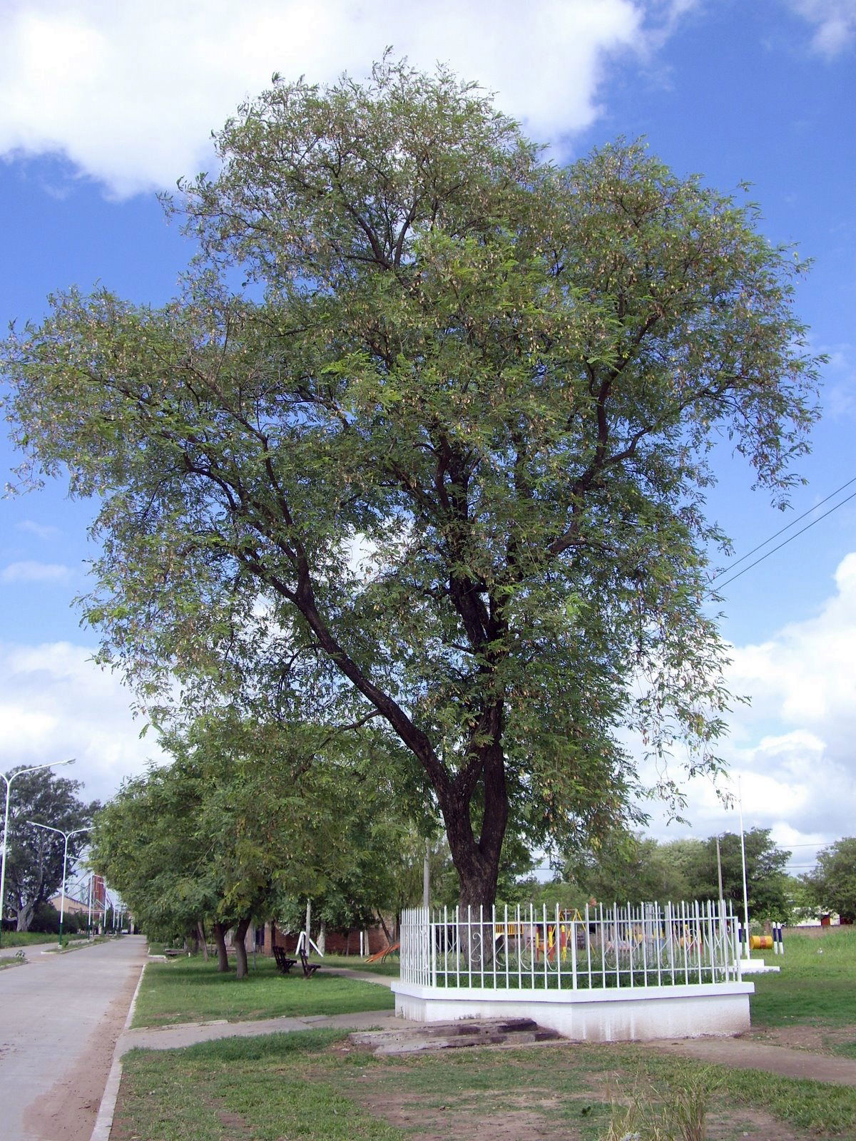 Árbol histórico de Sáenz Peña Chaco