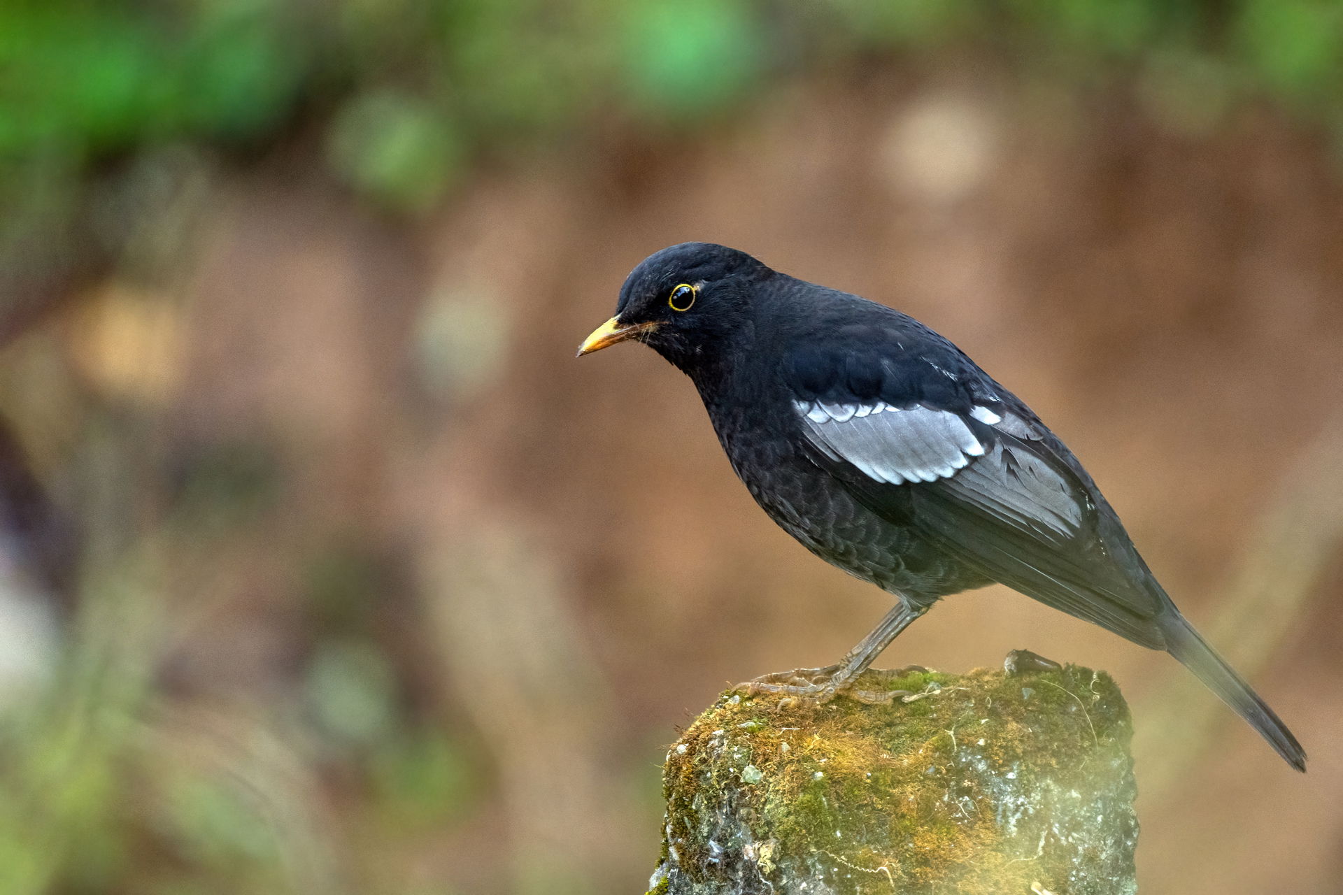 Grey-winged Blackbird in Bosan, Kirtipur, Nepal. it is a reside…