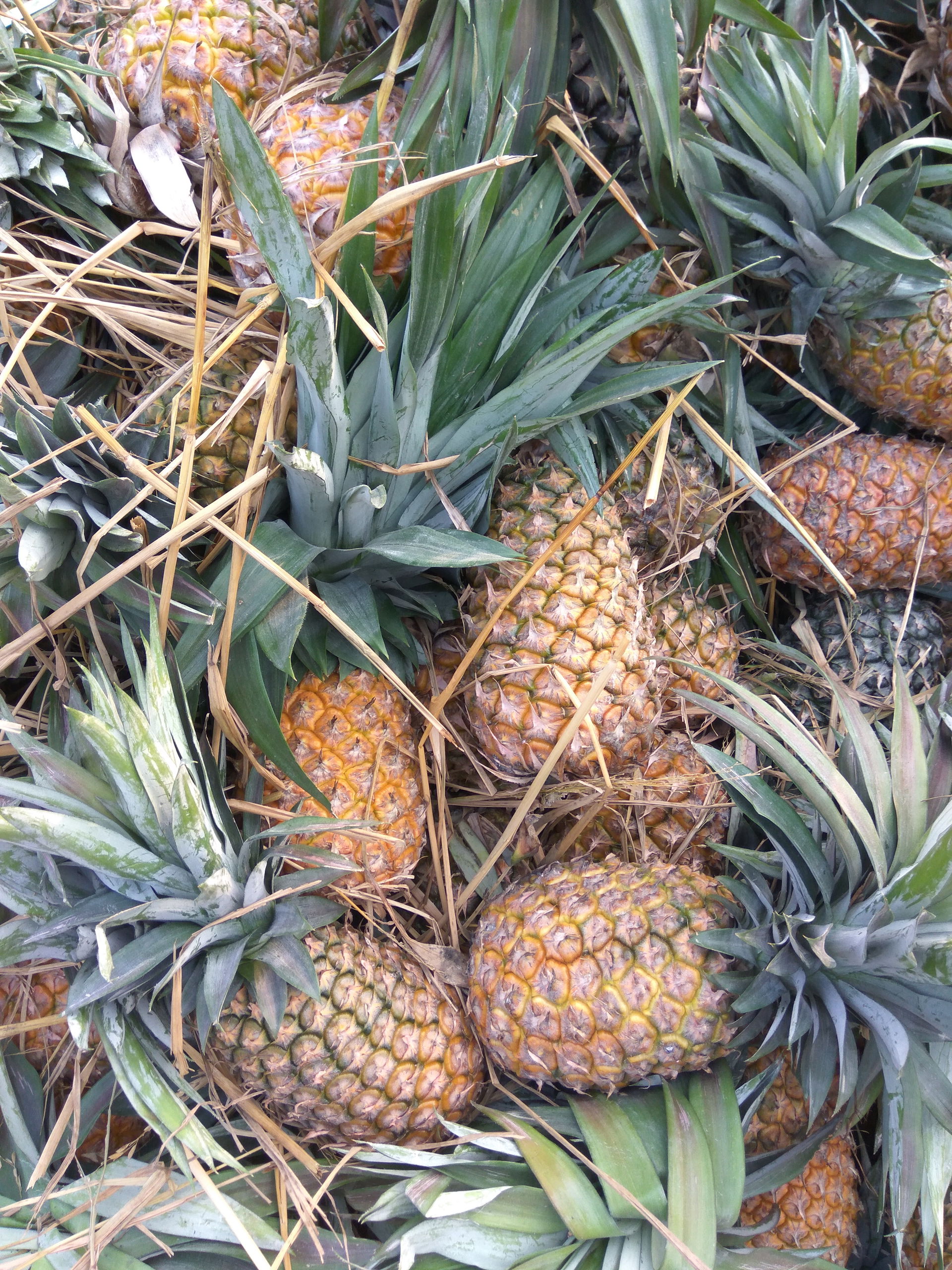 Pineapples ready to ship Janakpur from Lahan, Siraha district, …