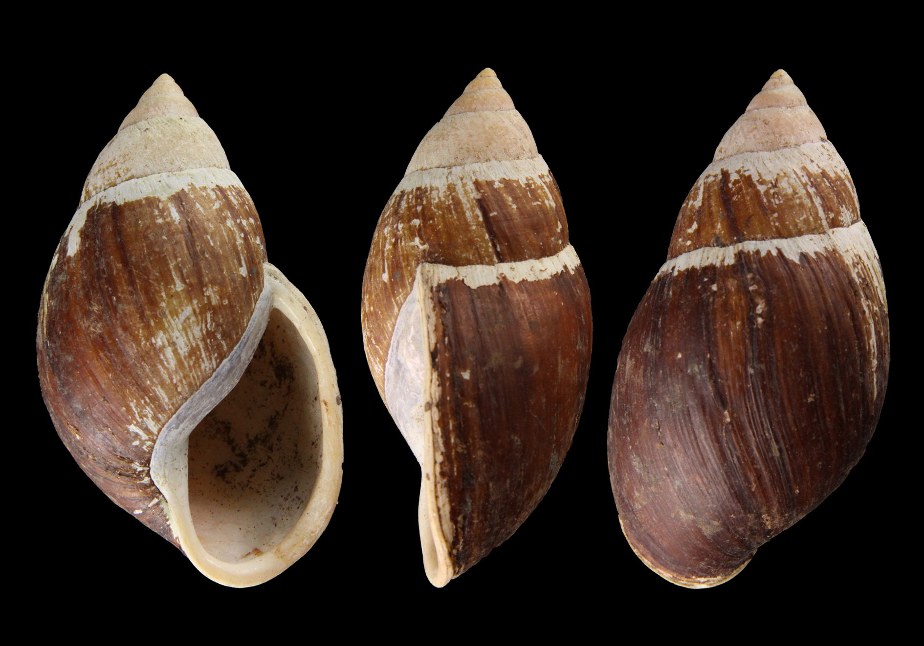 PRESERVED_SPECIMEN; Placostylus bondeensis bondeensis (Crosse &…