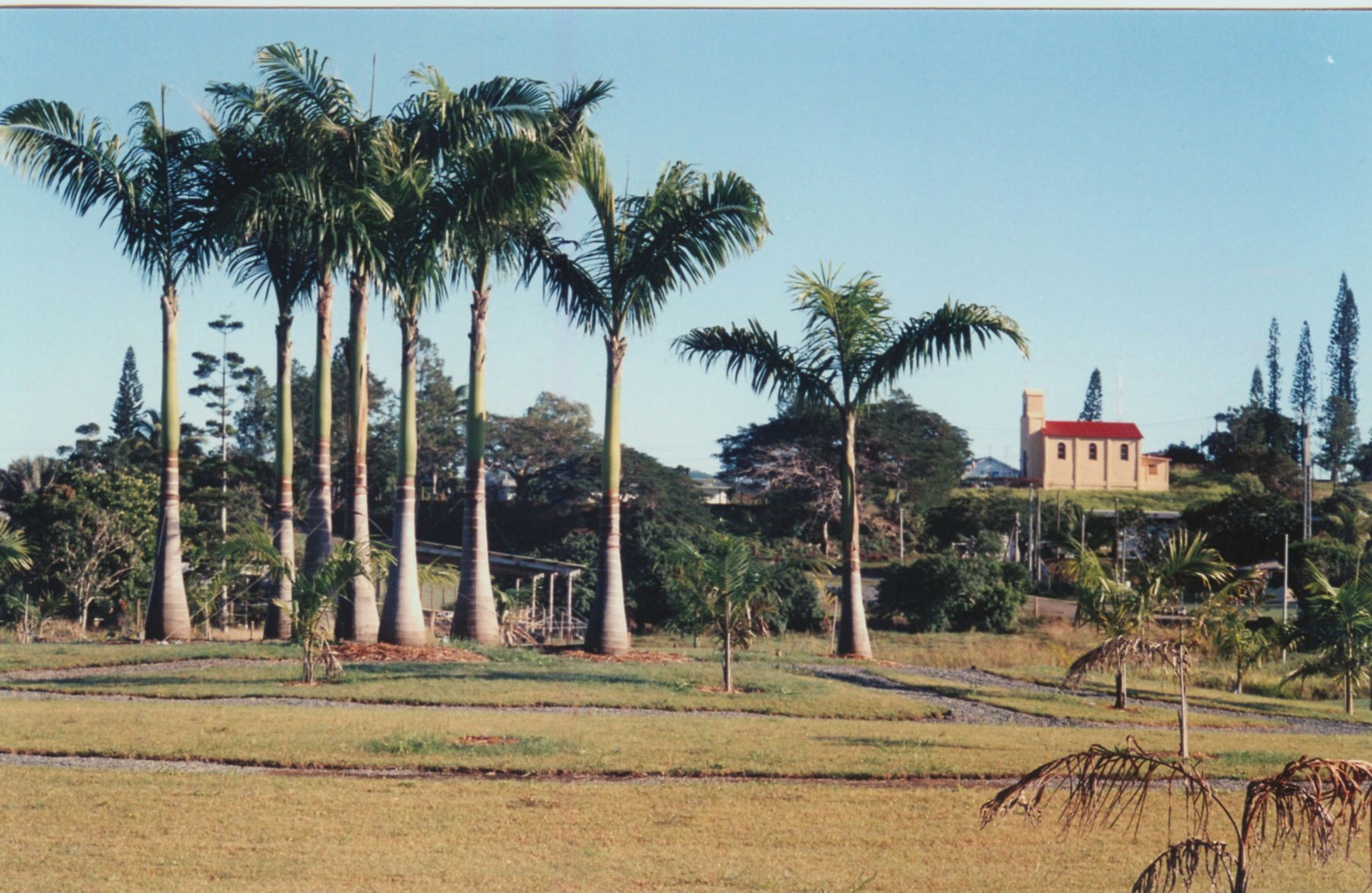 Plantation de palmiers royaux créée en 2004 pour le 125ème anni…
