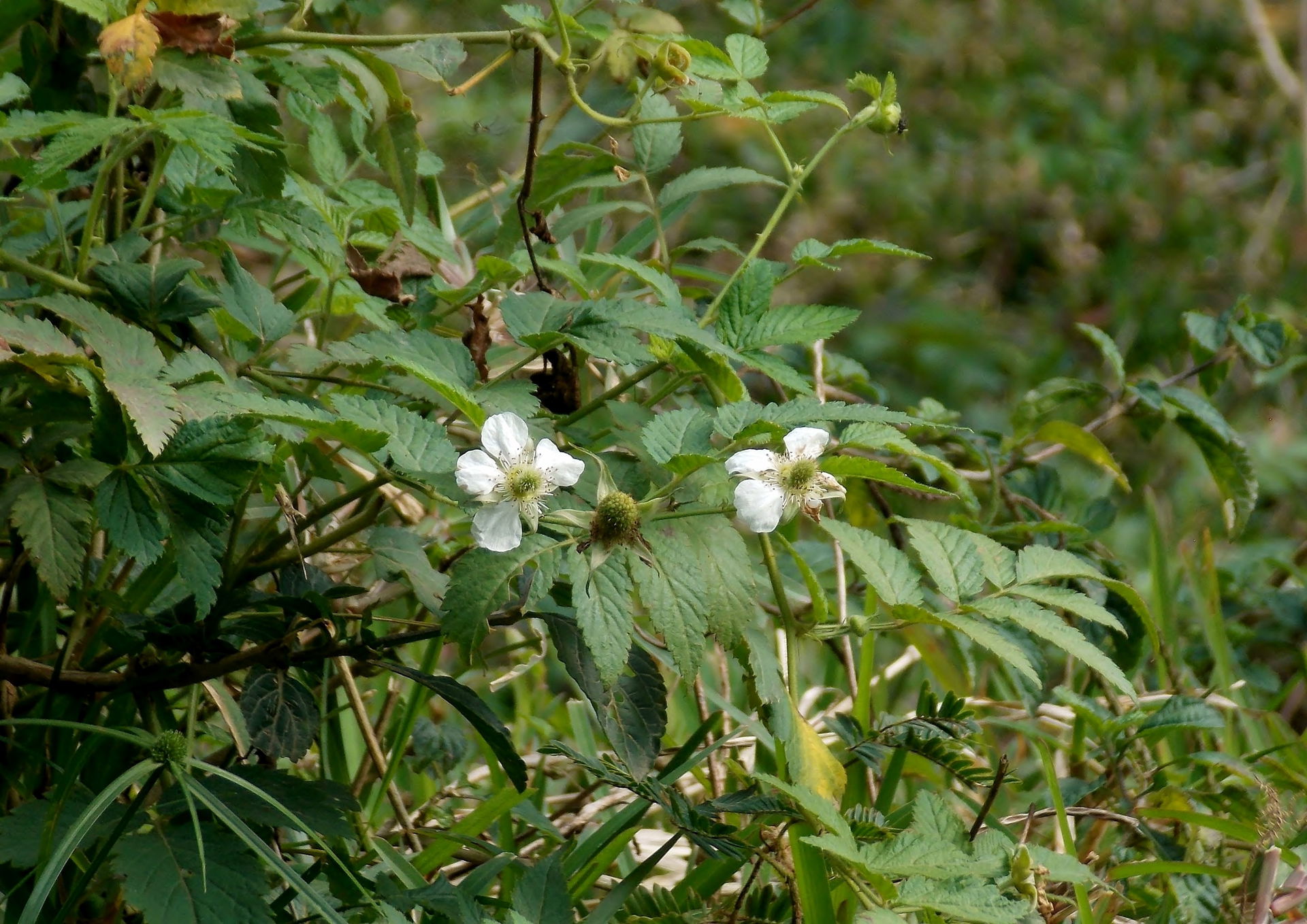 Plant de framboisier sauvage en fleurs à Ponérihouen, Nouvelle-…