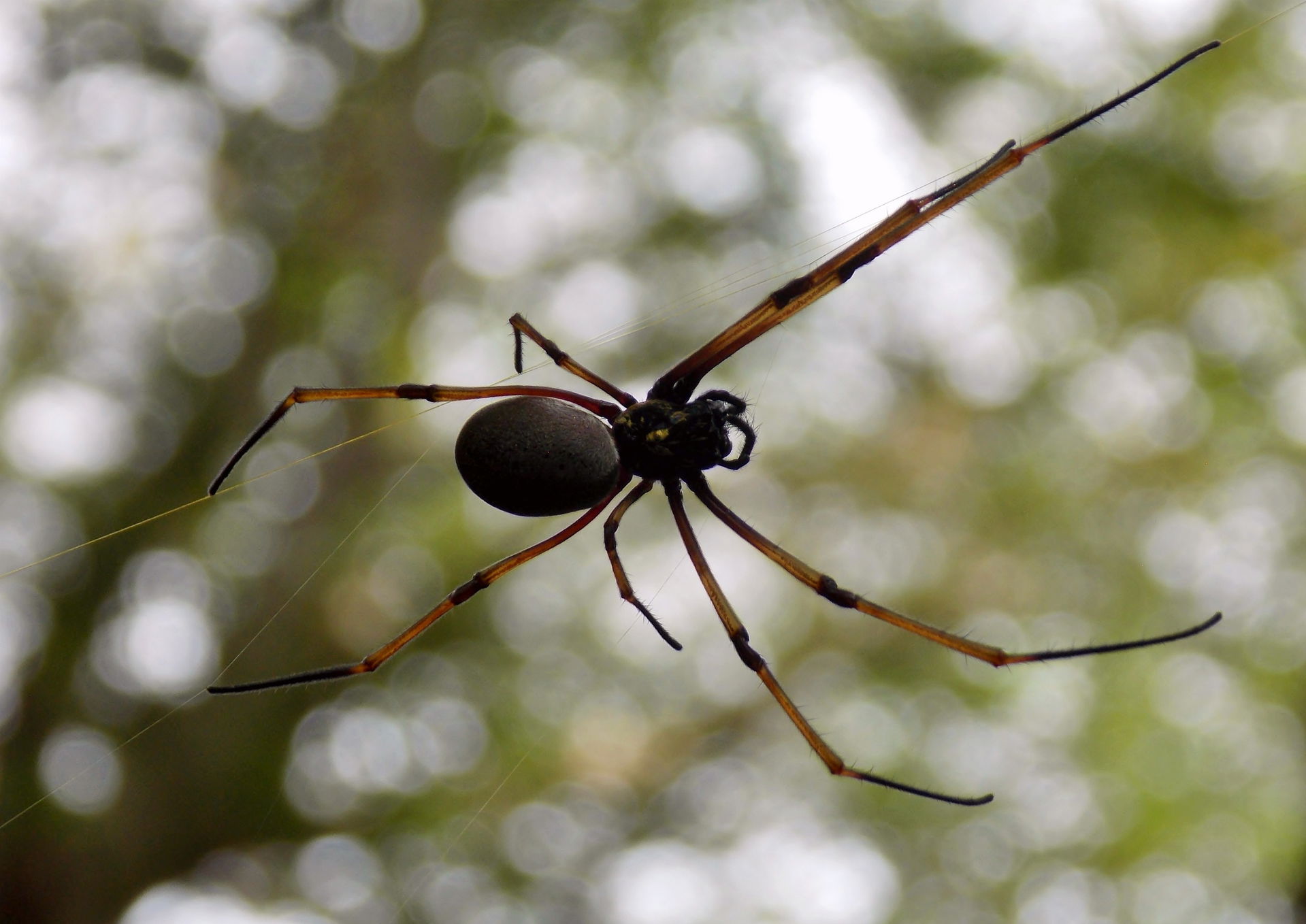 Ces araignées du clade Nephila tissent des toiles de plus d'un …