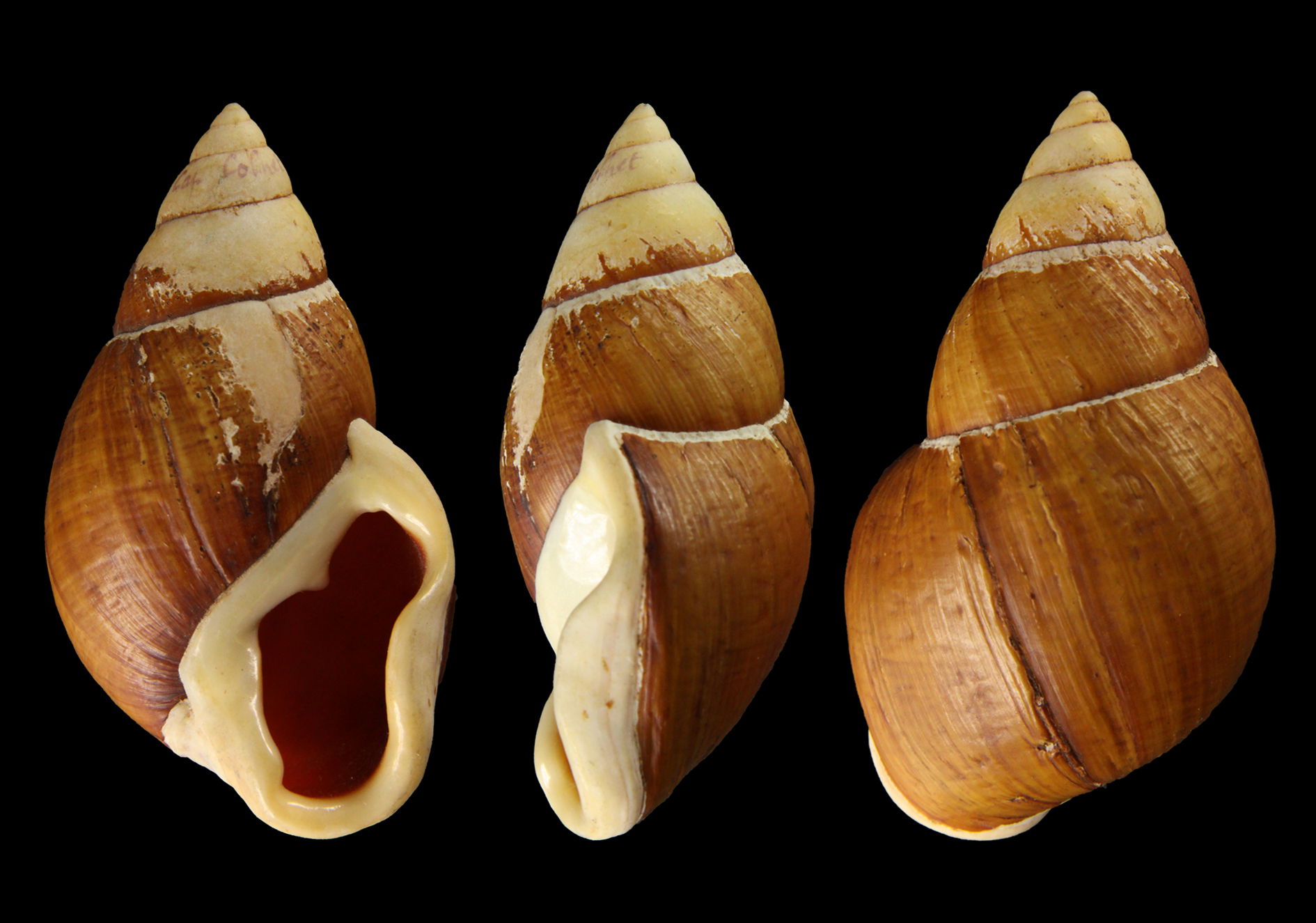 PRESERVED_SPECIMEN; Placostylus caledonicus (Petit, 1845); Type…