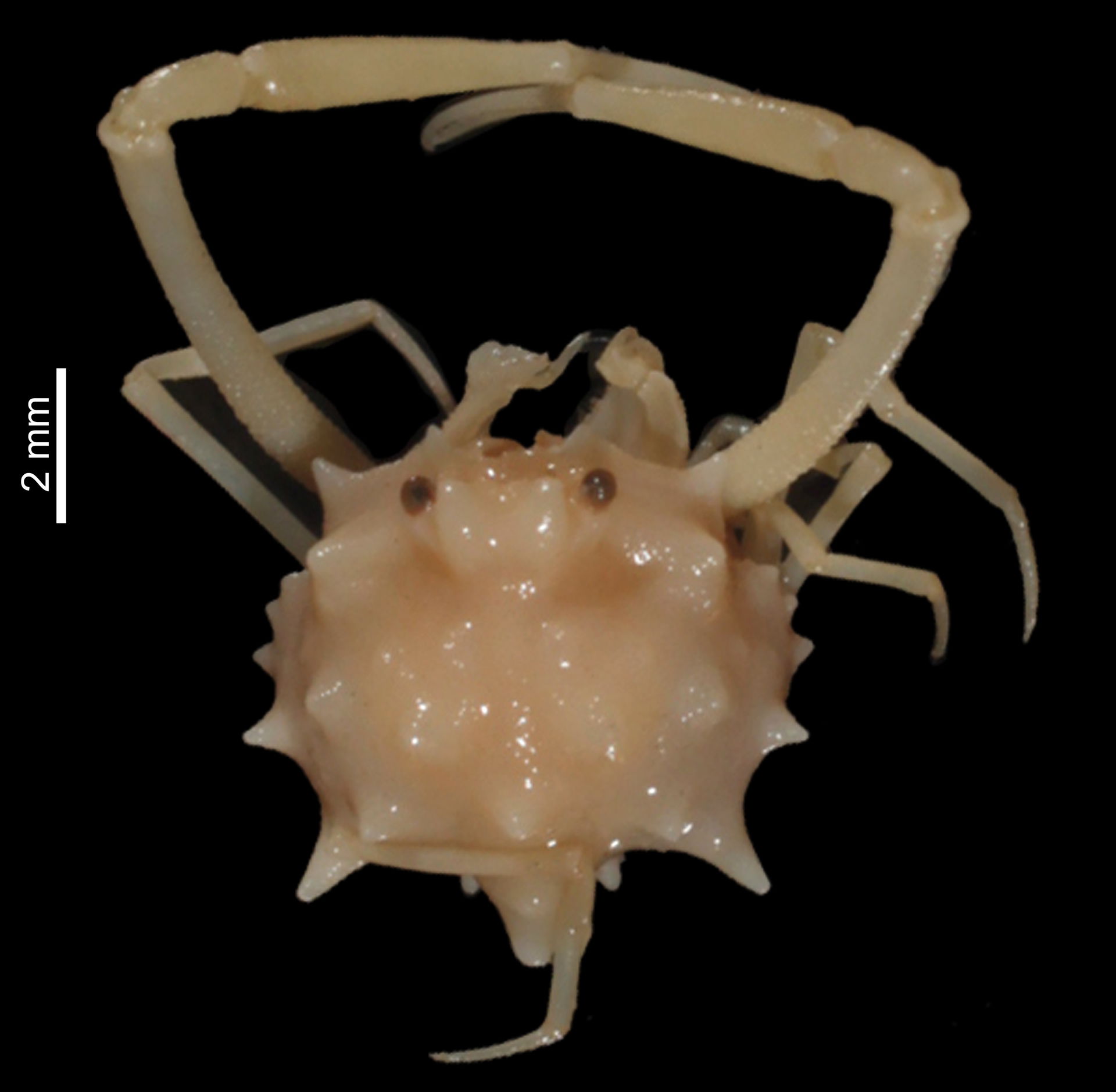 PRESERVED_SPECIMEN; Raylilia coniculifera Galil, 2001 ; Type st…