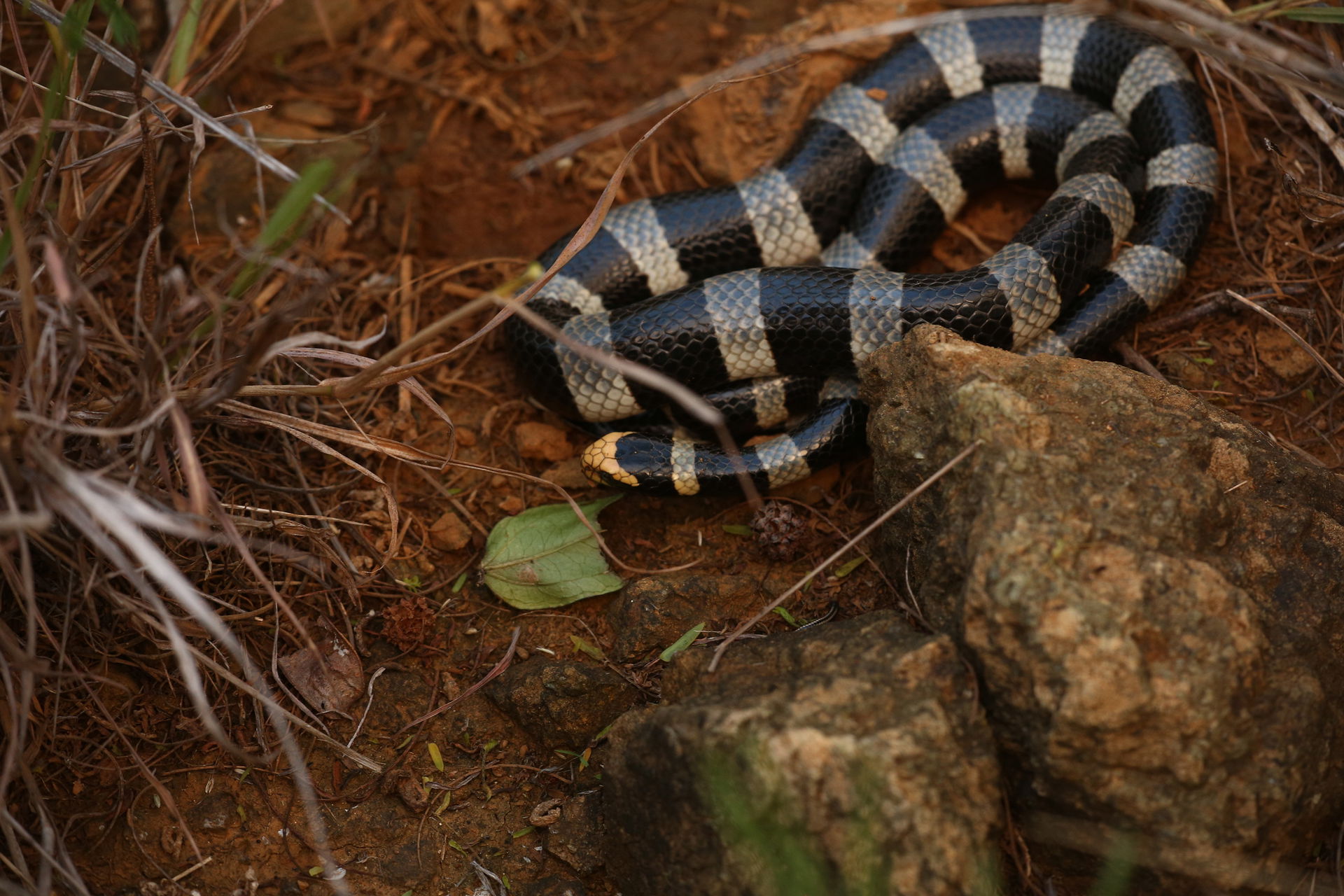 New Caledonian Sea Krait (Laticauda saintgironsi)