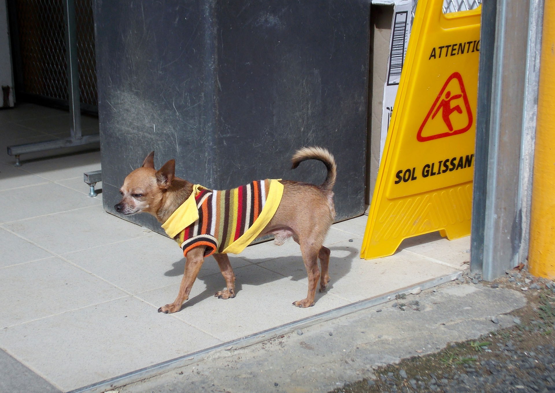 Chien mâle à Touho, Nouvelle-Calédonie, 2015.