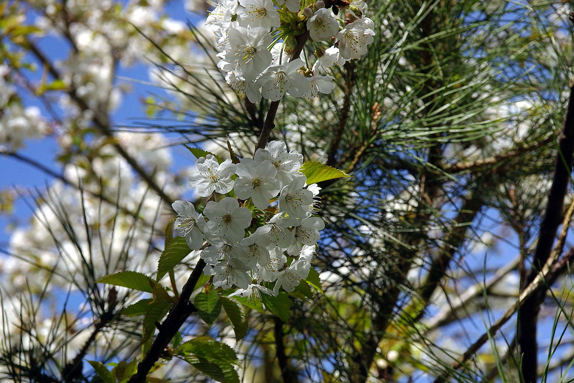 Cherries on a little woodland footpath near Yate.