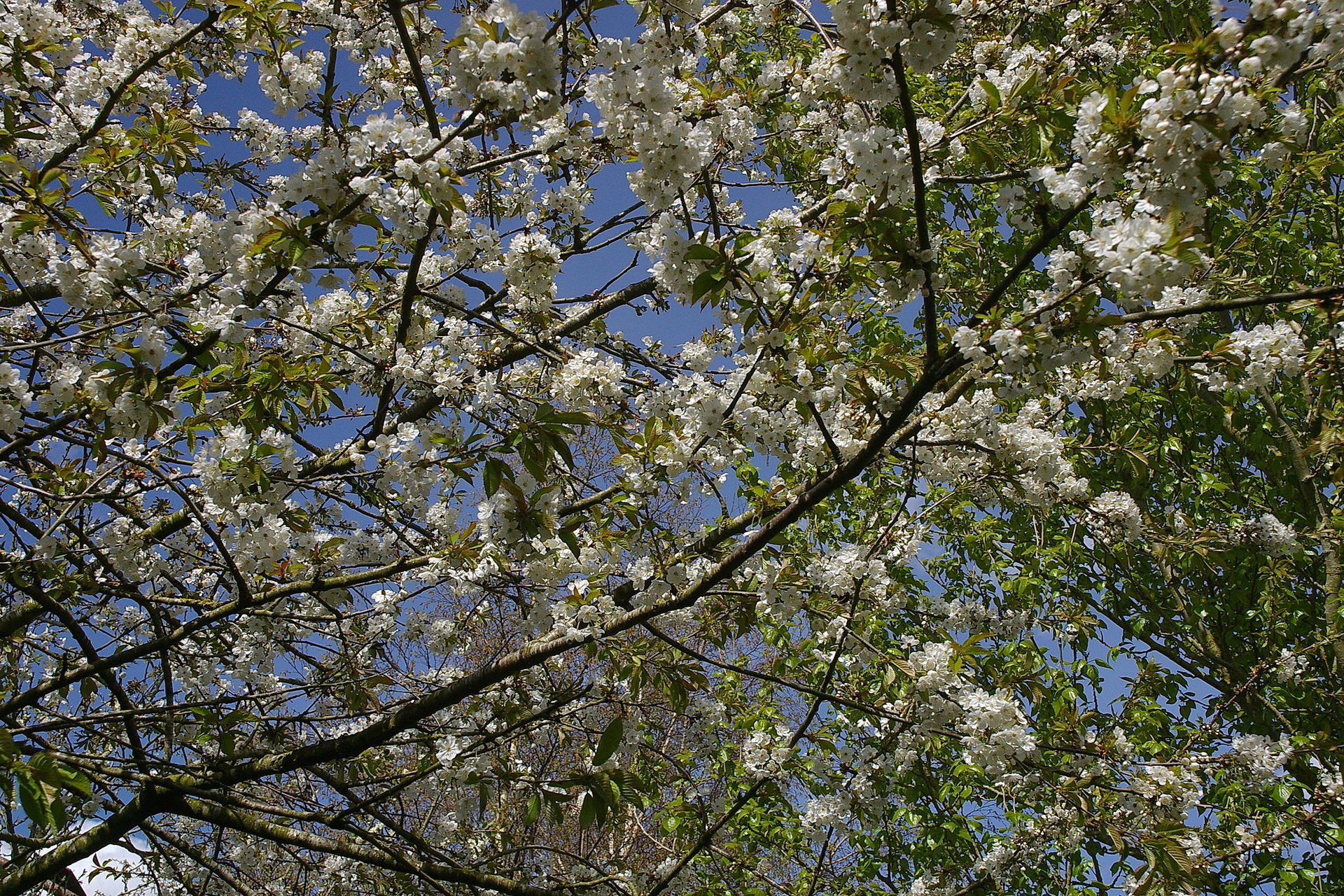 Cherries on a little woodland footpath near Yate.