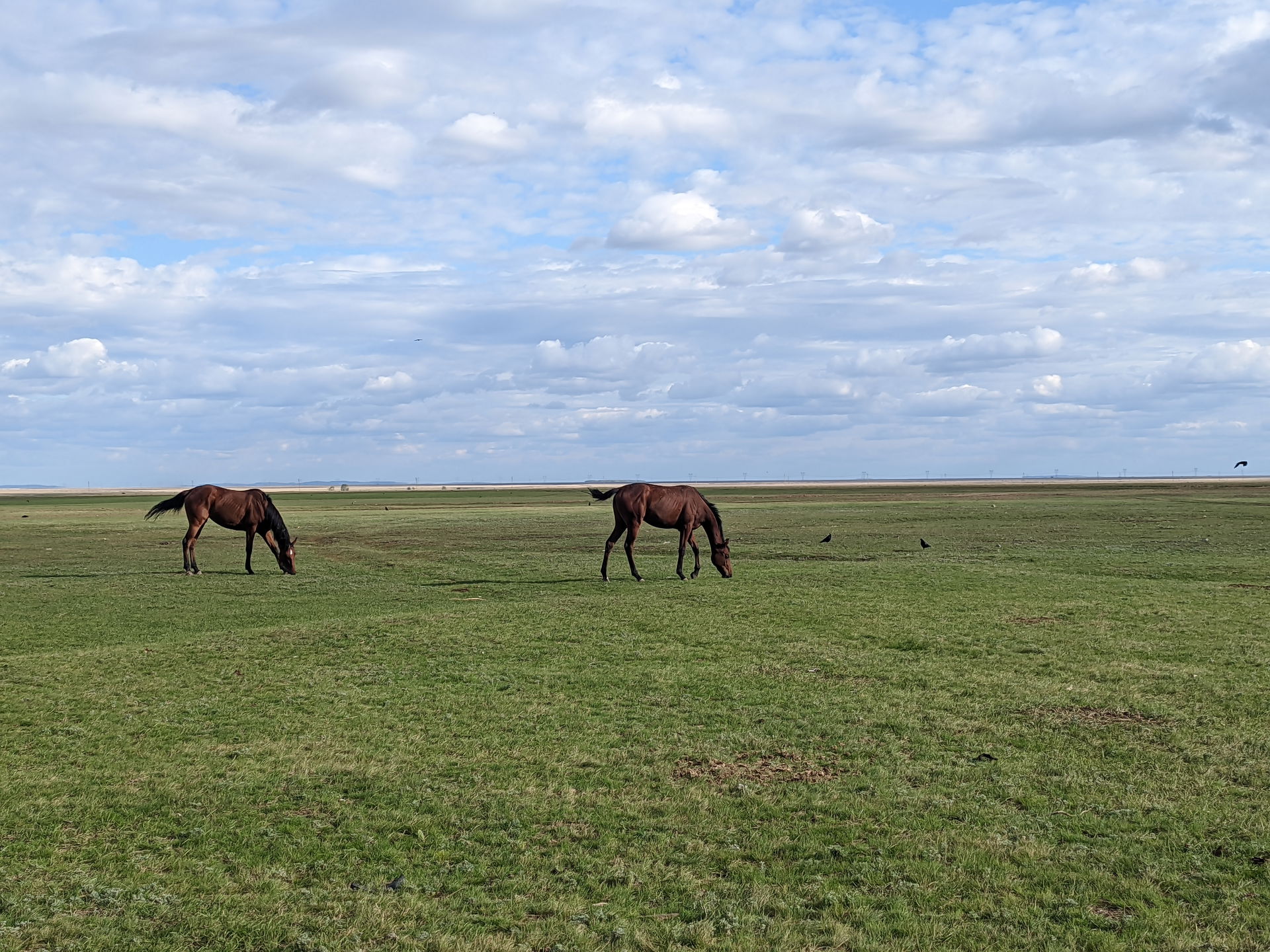 Horses grazing in the Ishim basin nearby Novoishimskoye in Sept…