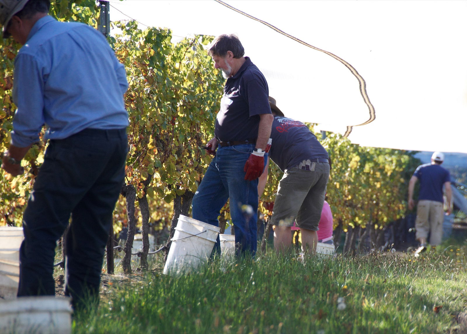 Grape harvest of Semillon grapes in Victoria, Australia